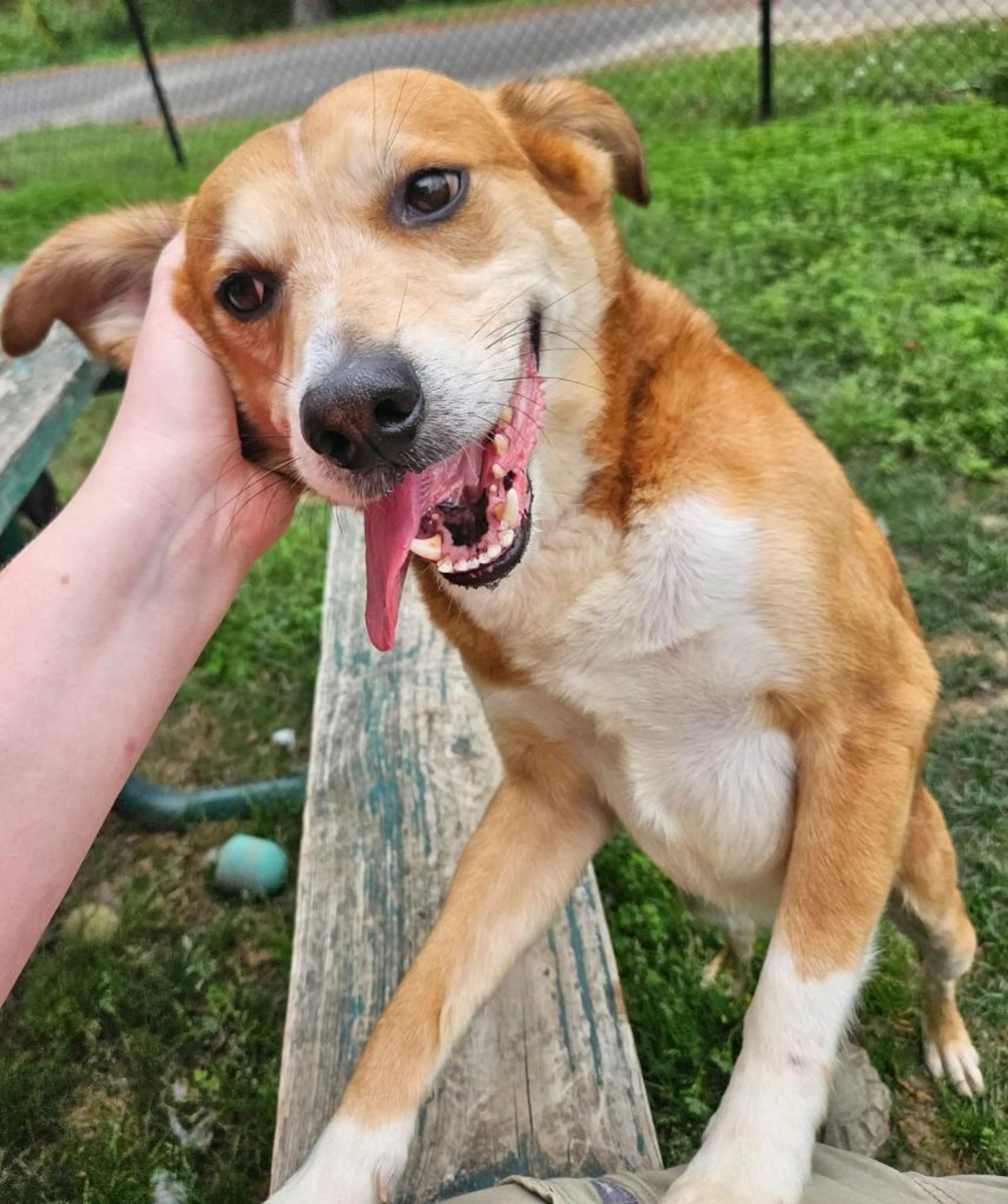 Found pet-1