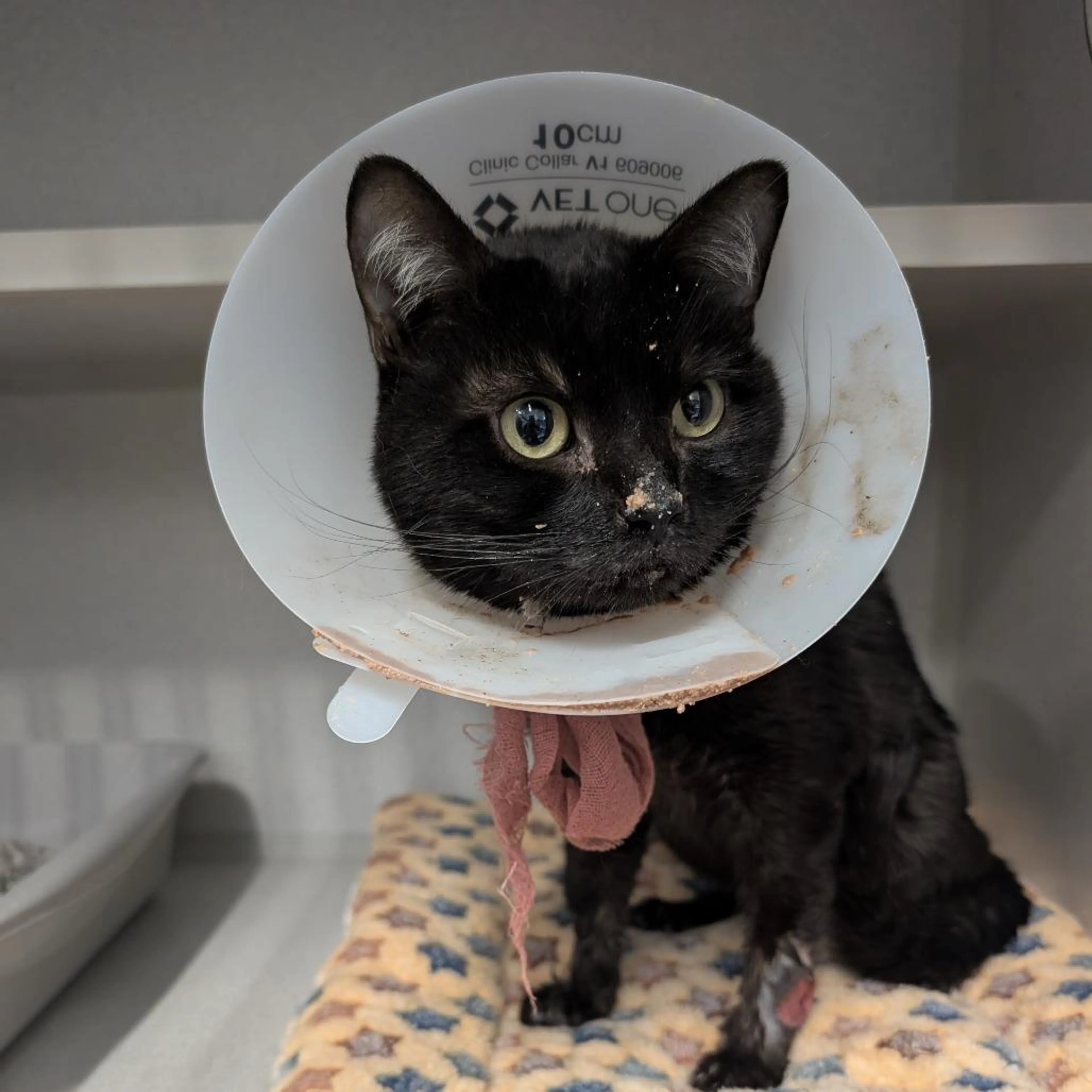 Found pet-2