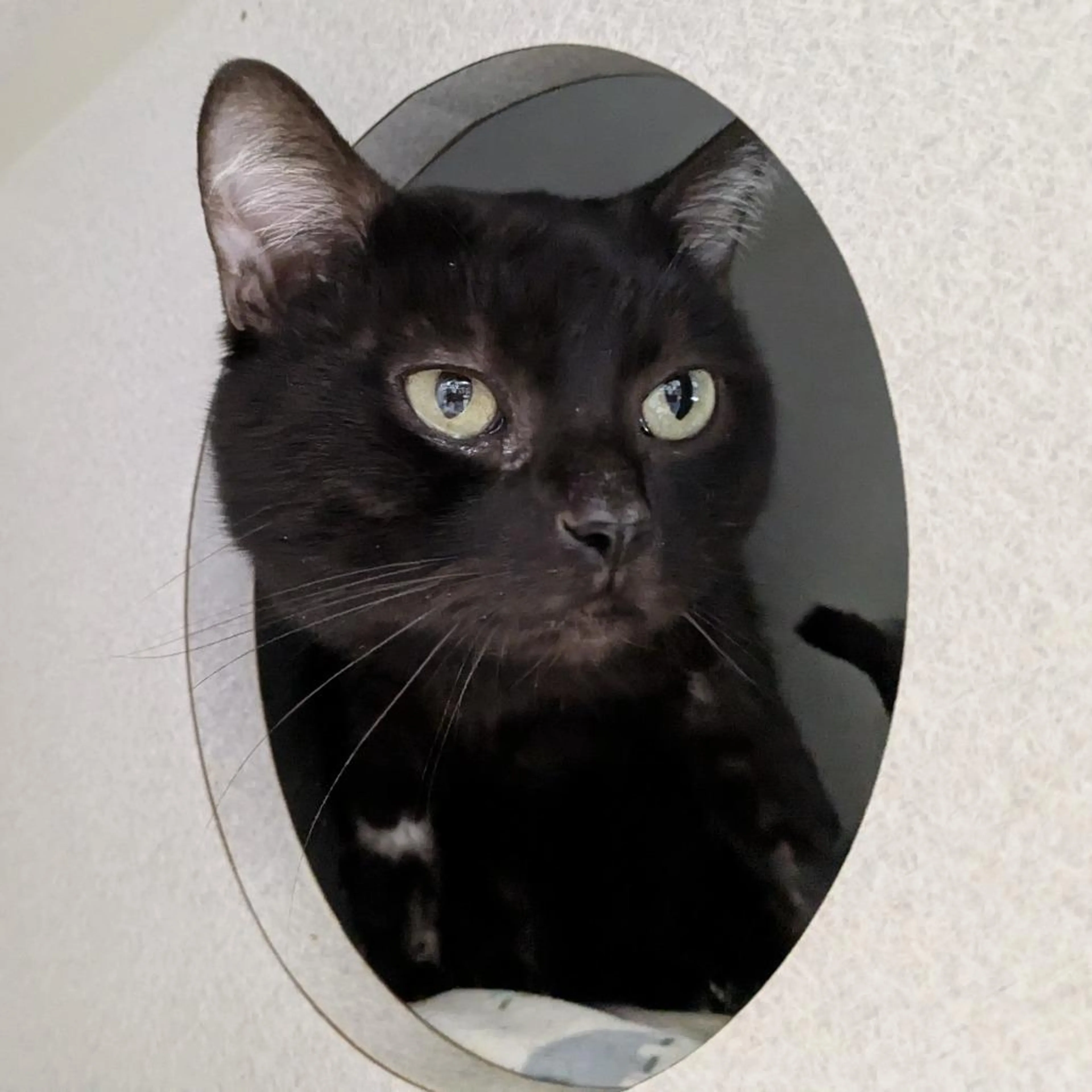 Found pet-1