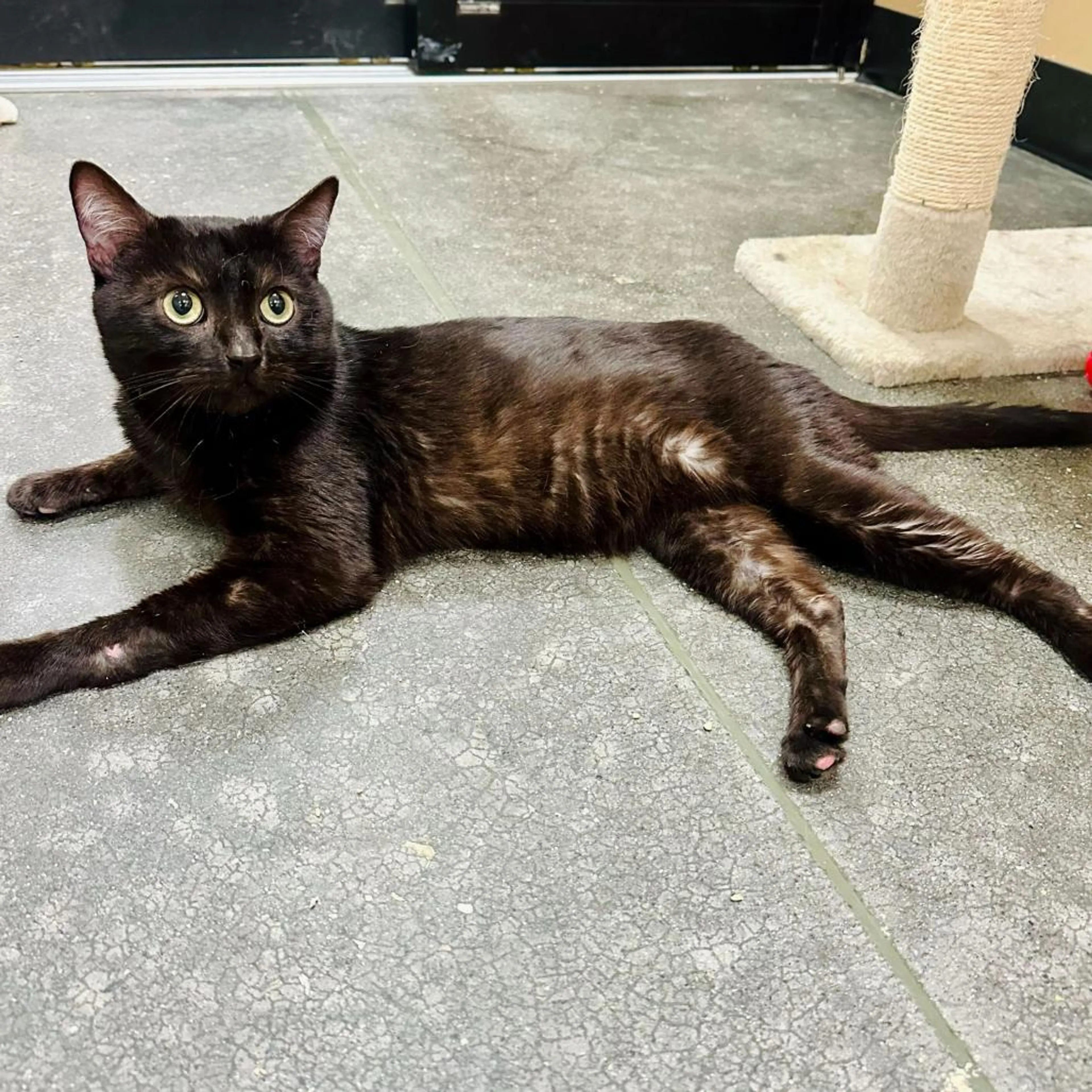 Found pet-5