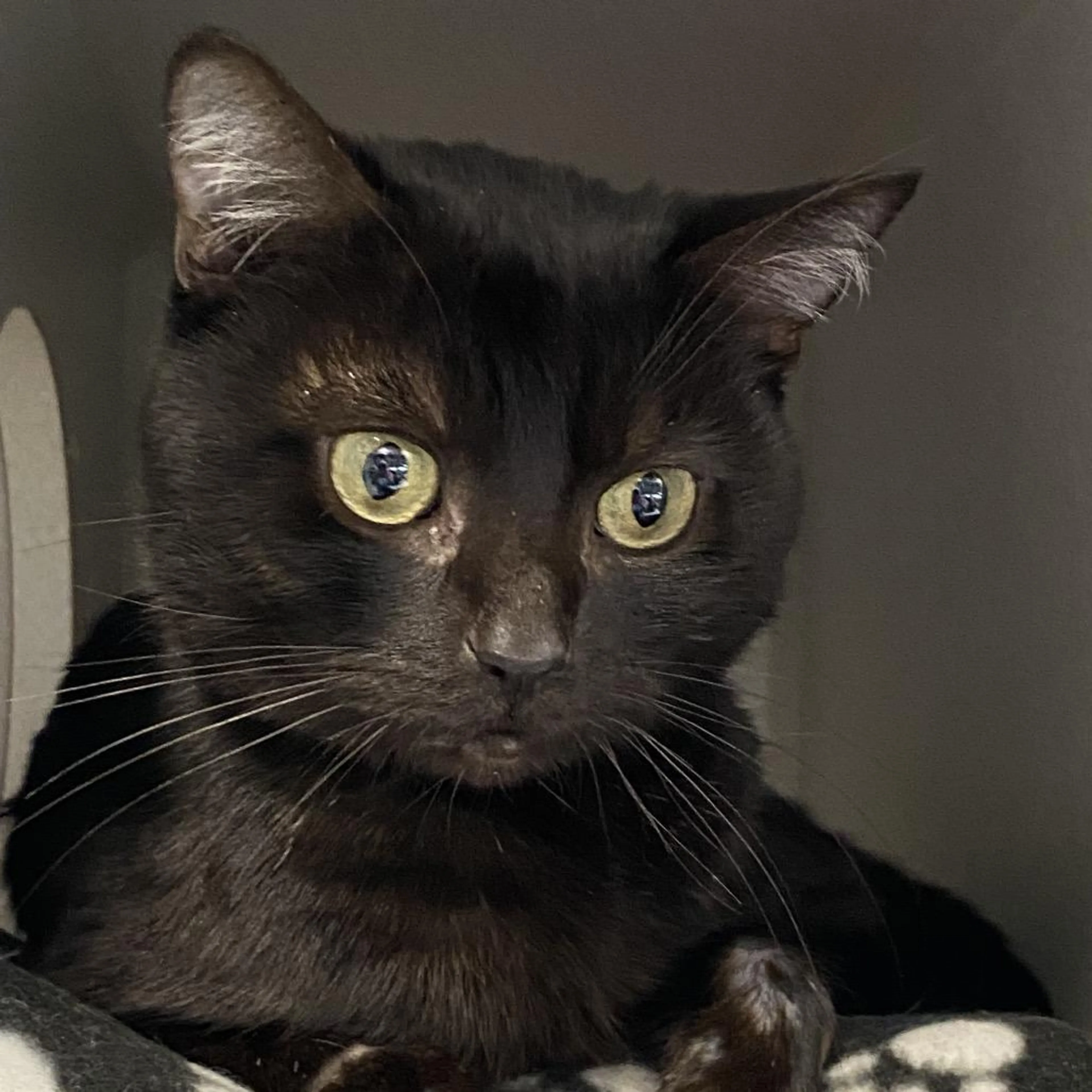 Found pet-4