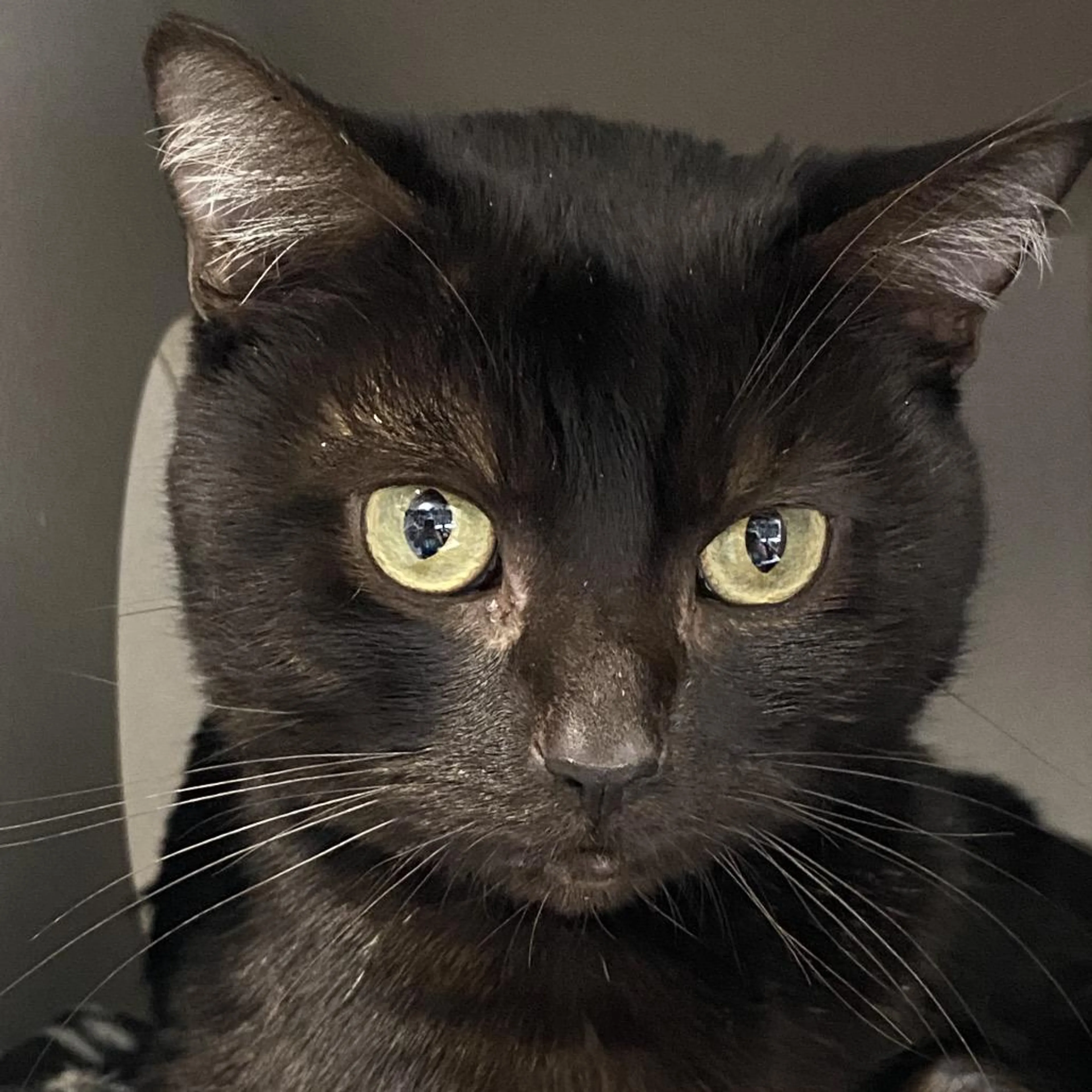 Found pet-3