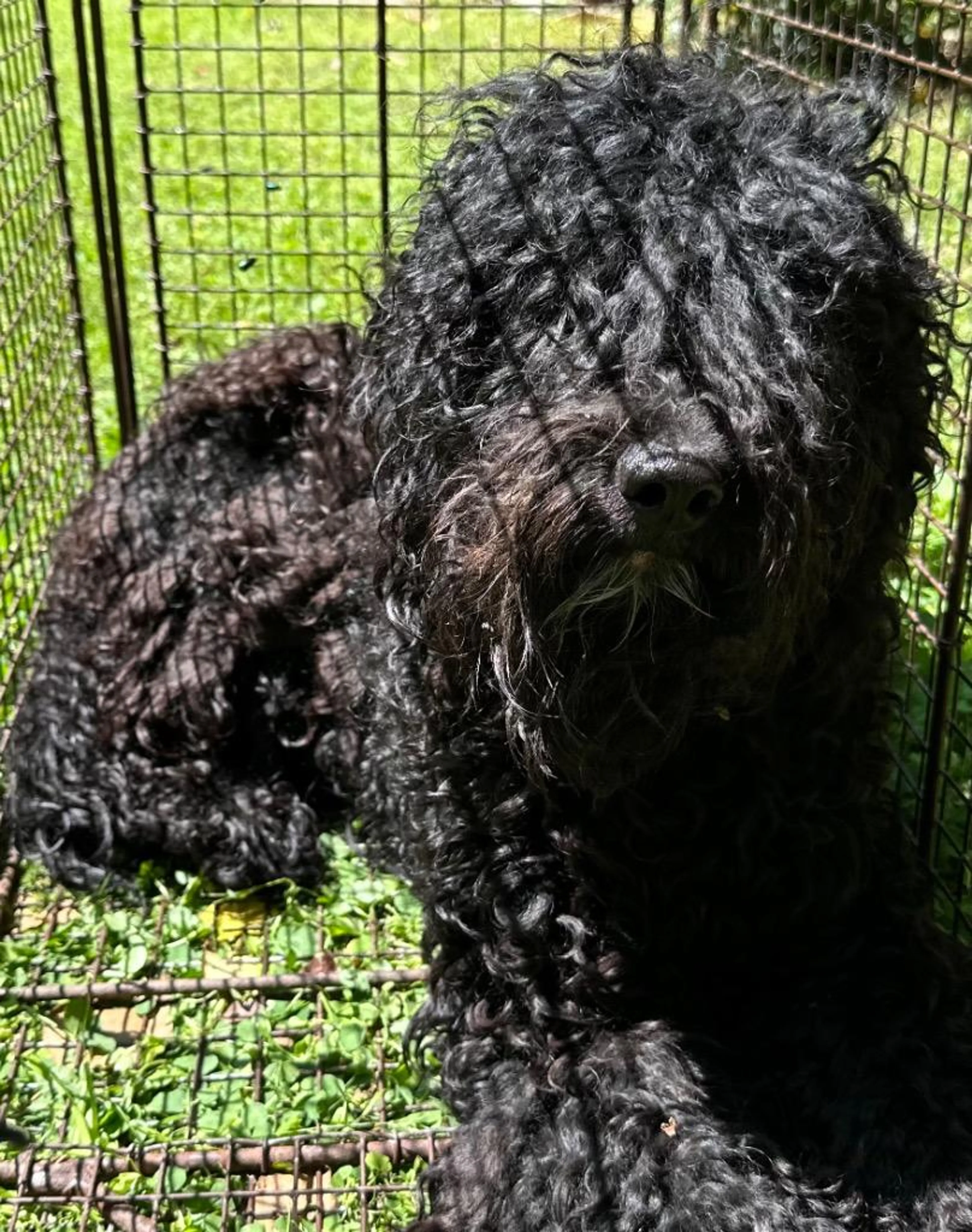 Found pet