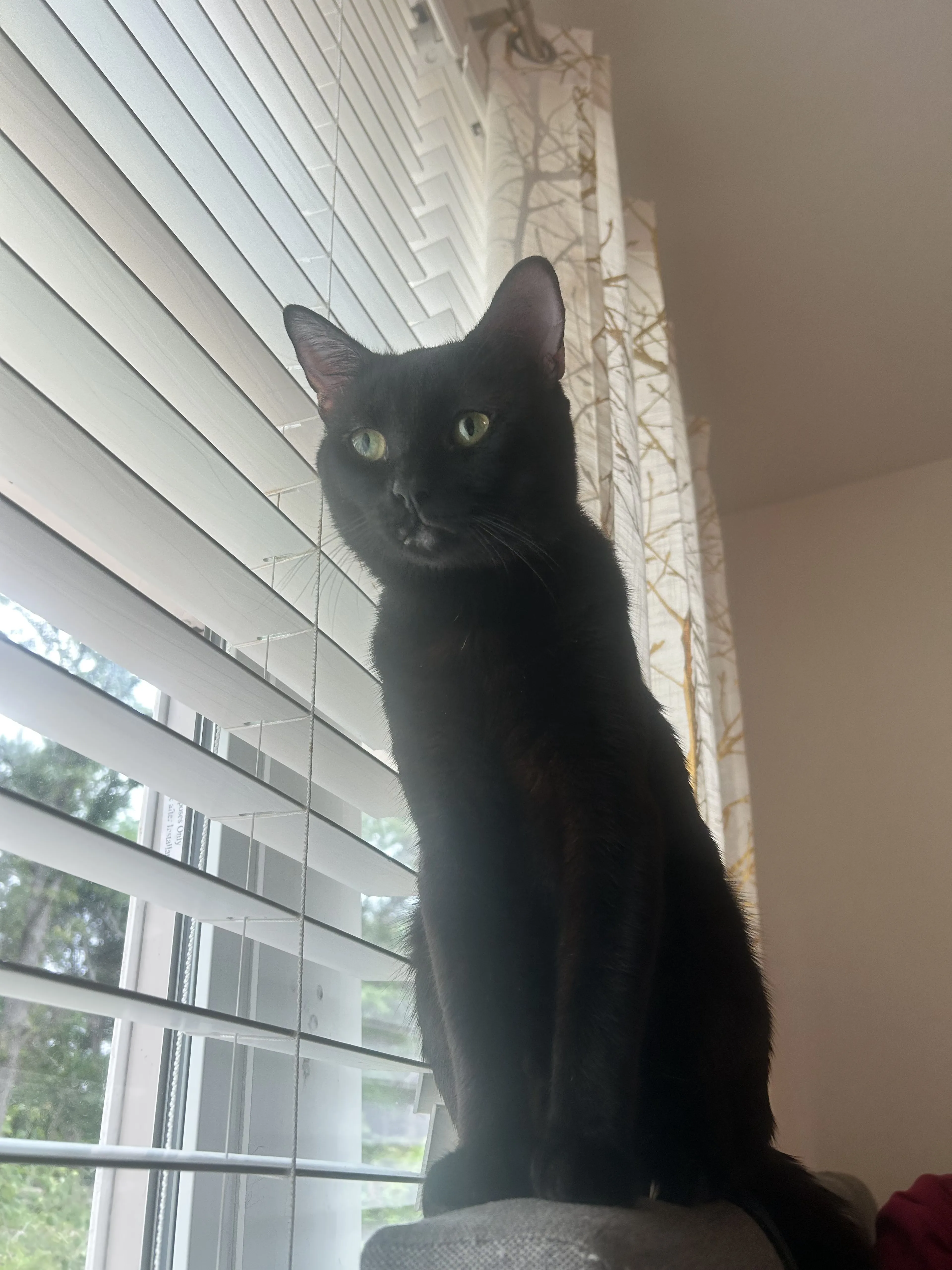 Lost pet-0