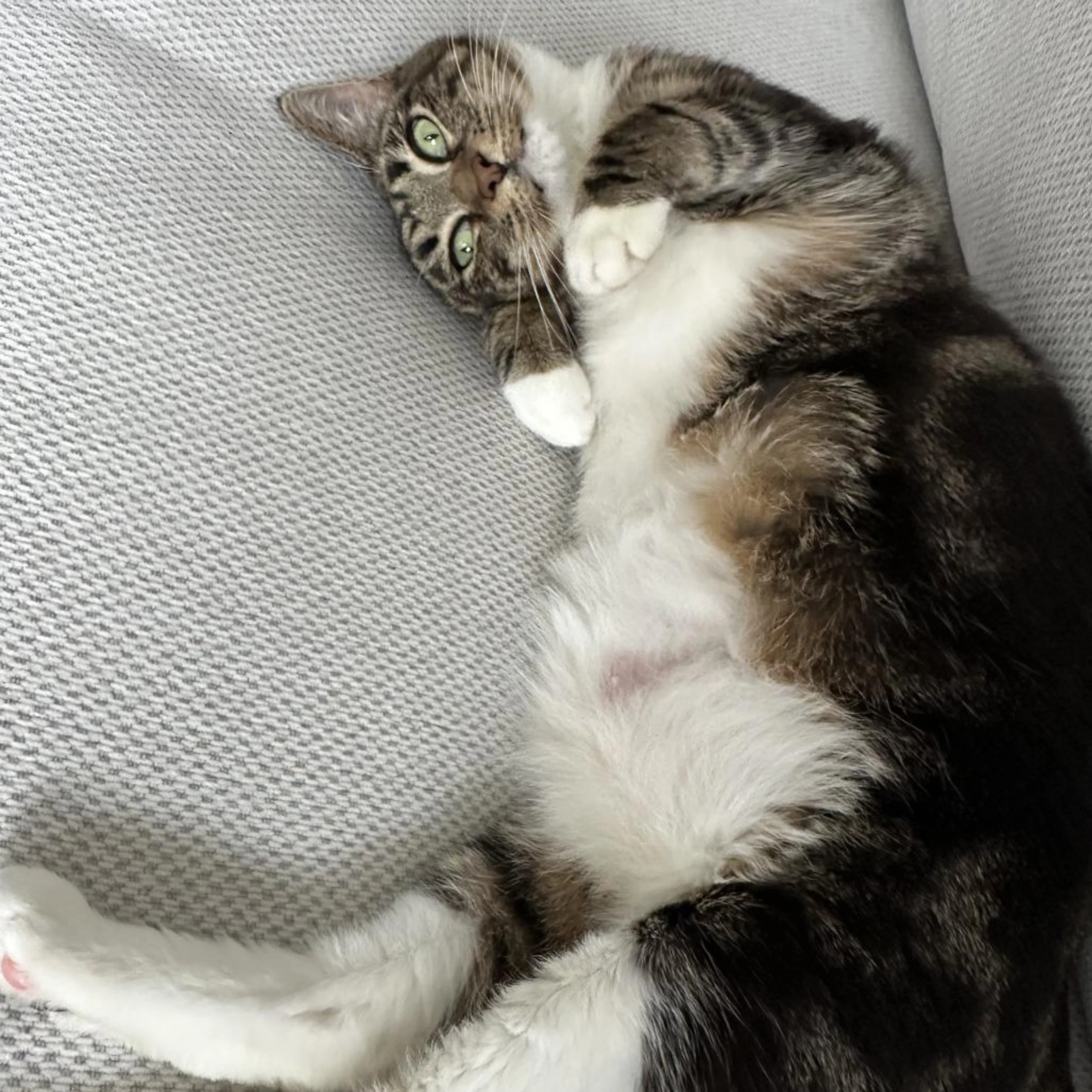 Found pet-0