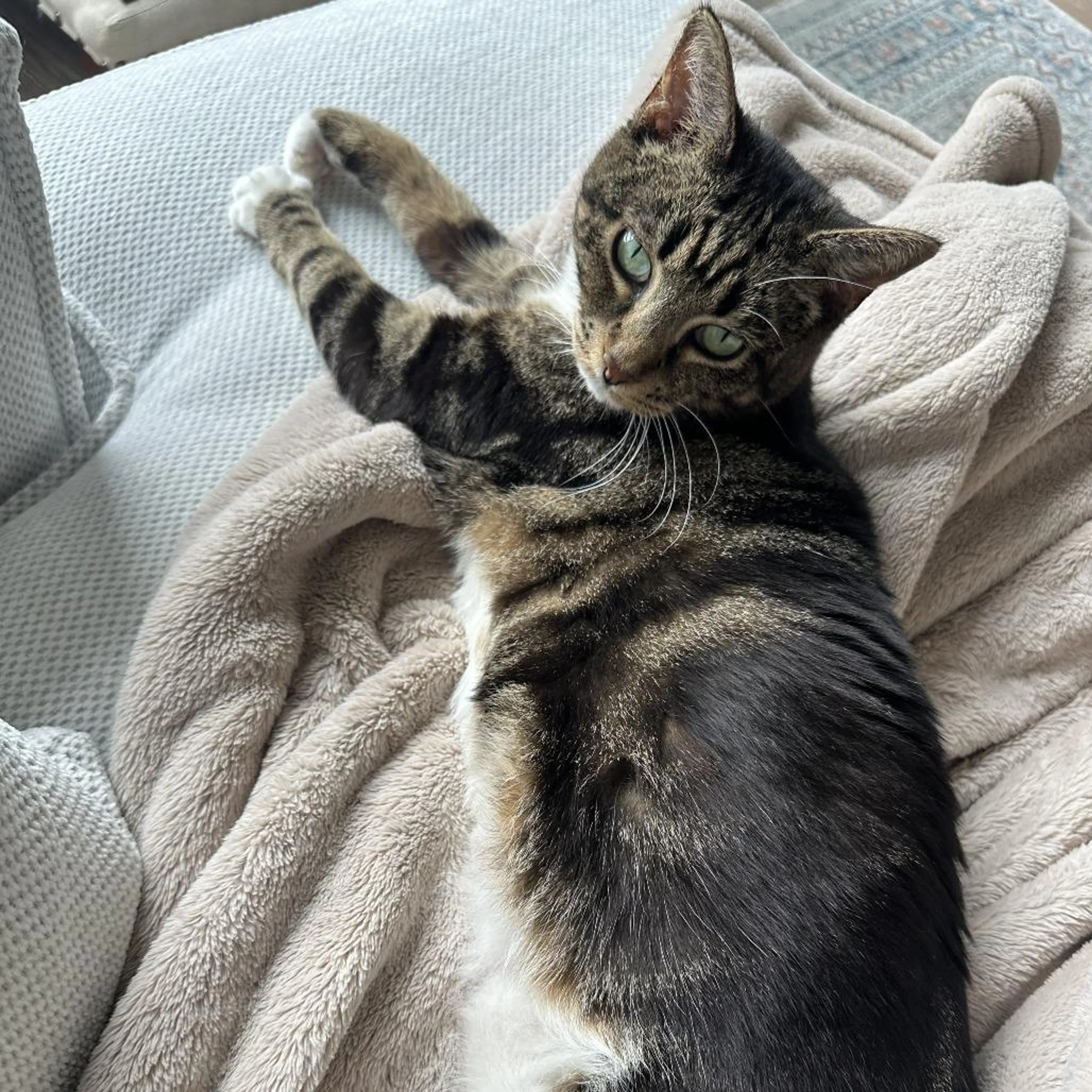 Found pet-3