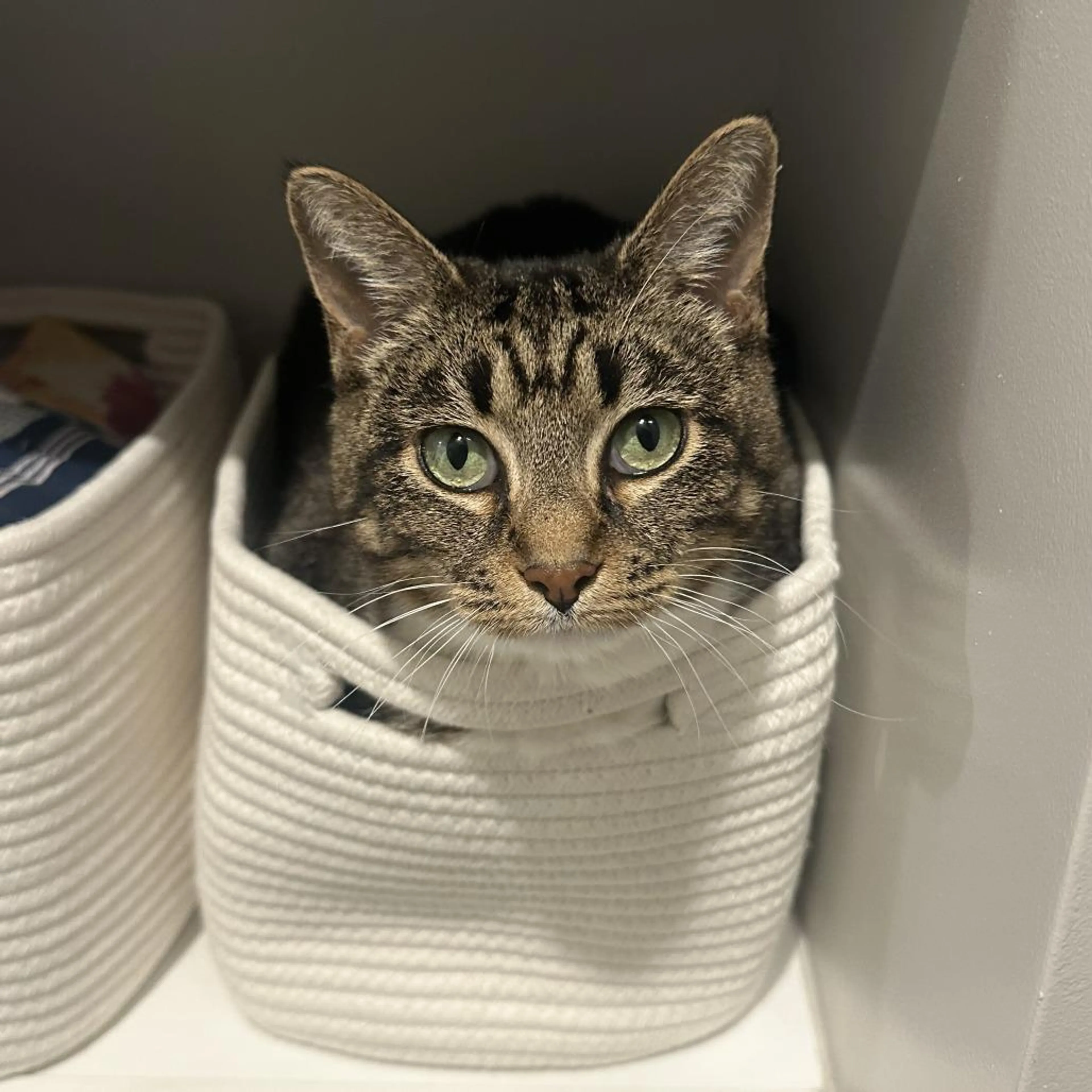 Found pet-2