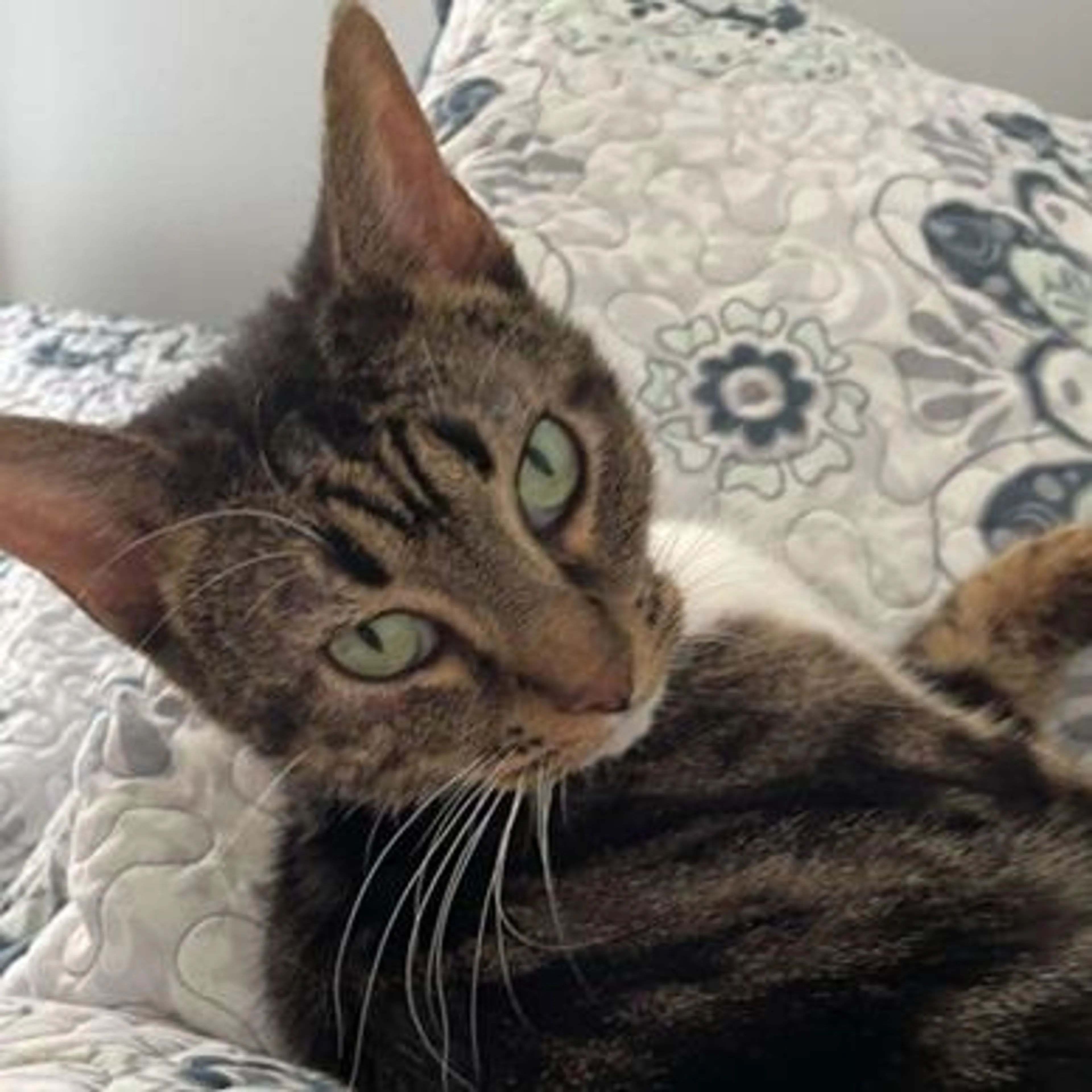 Found pet-1