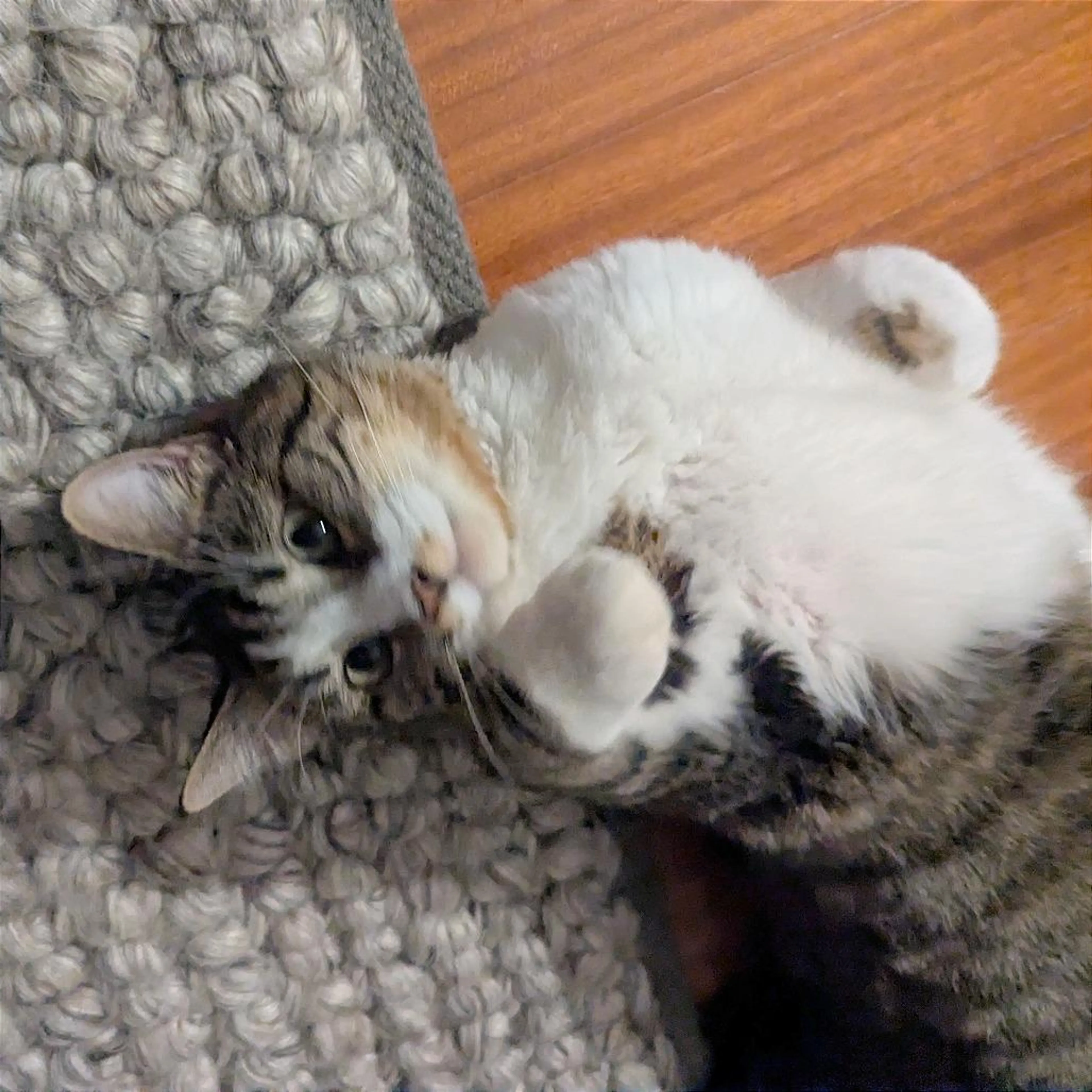 Found pet-5