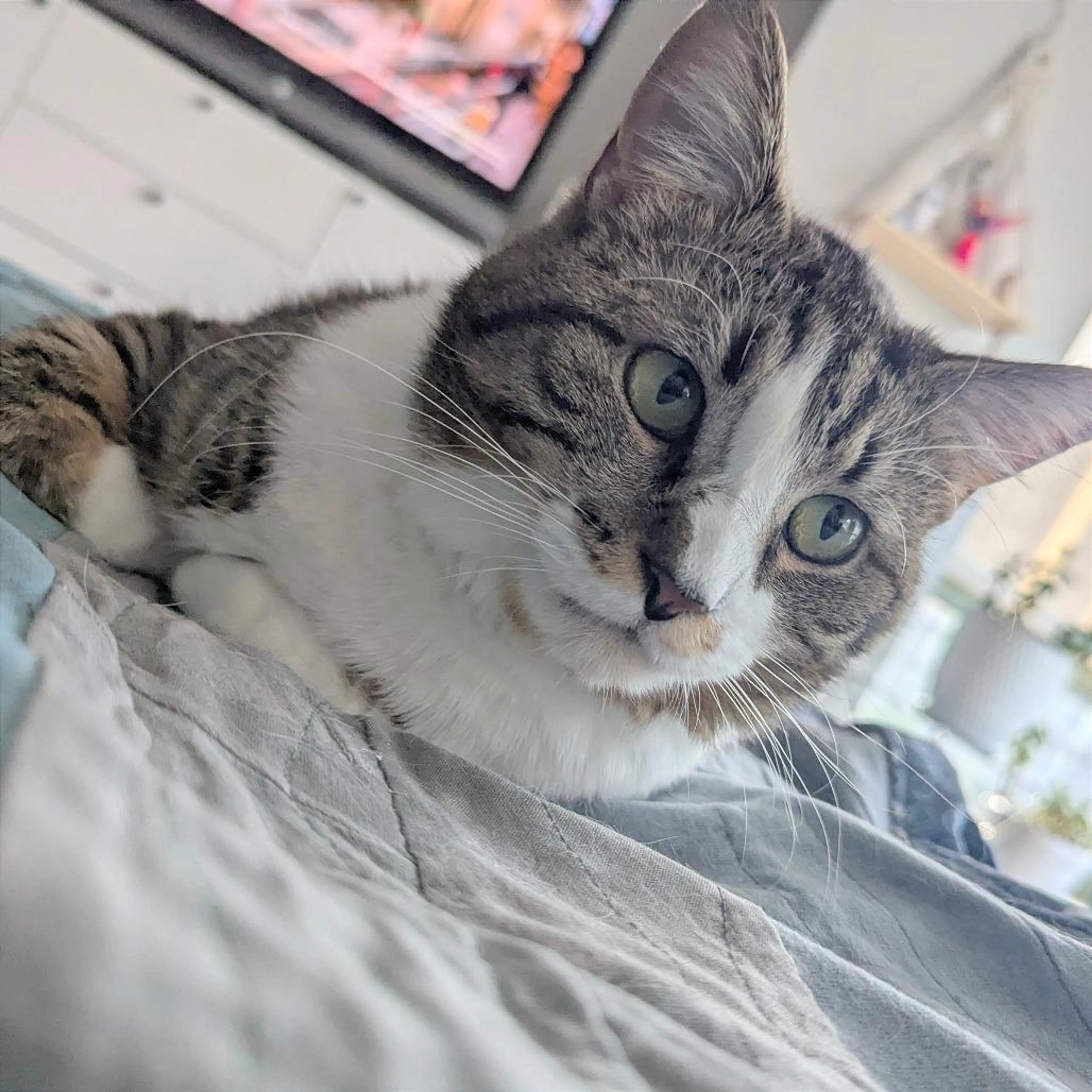 Found pet-3
