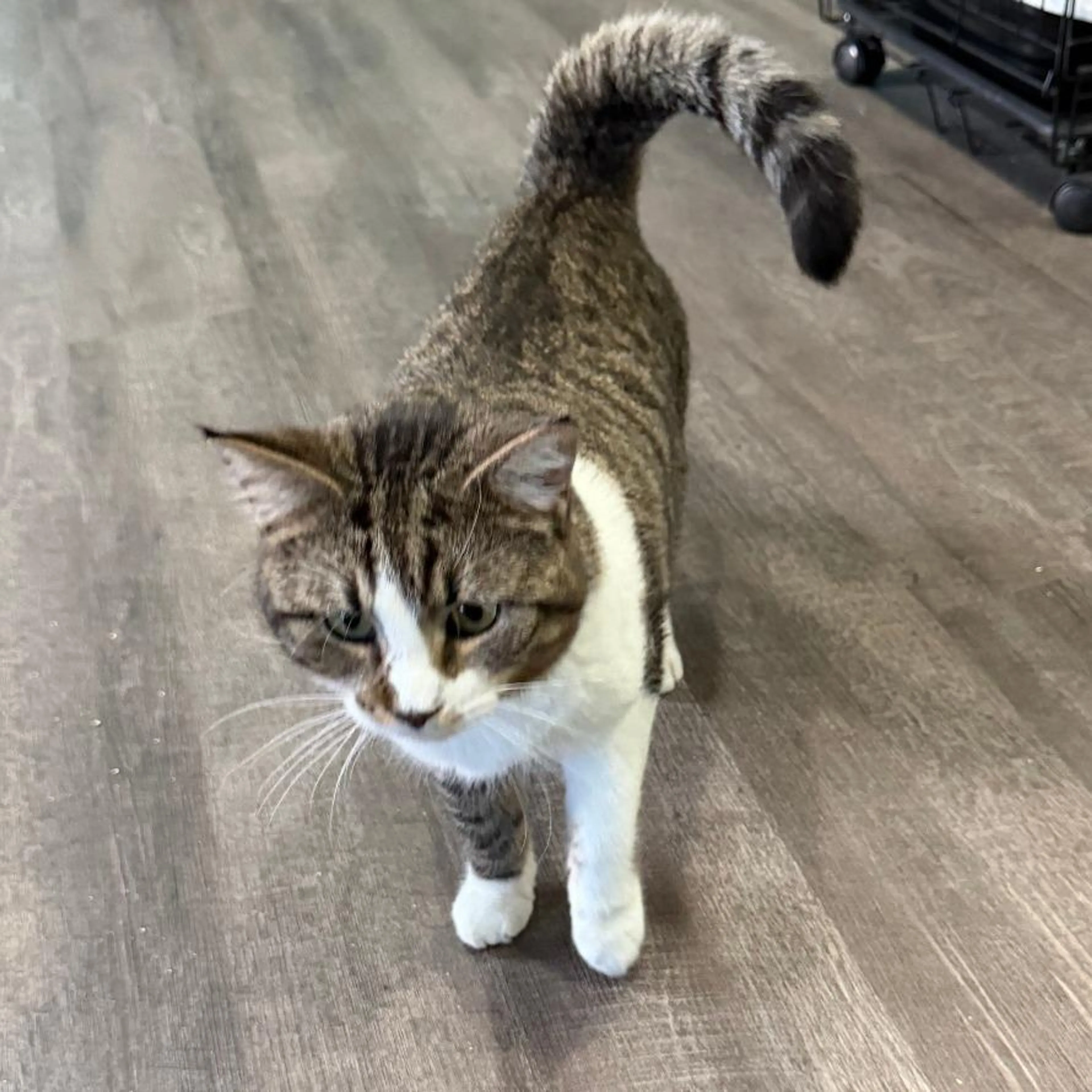 Found pet-1