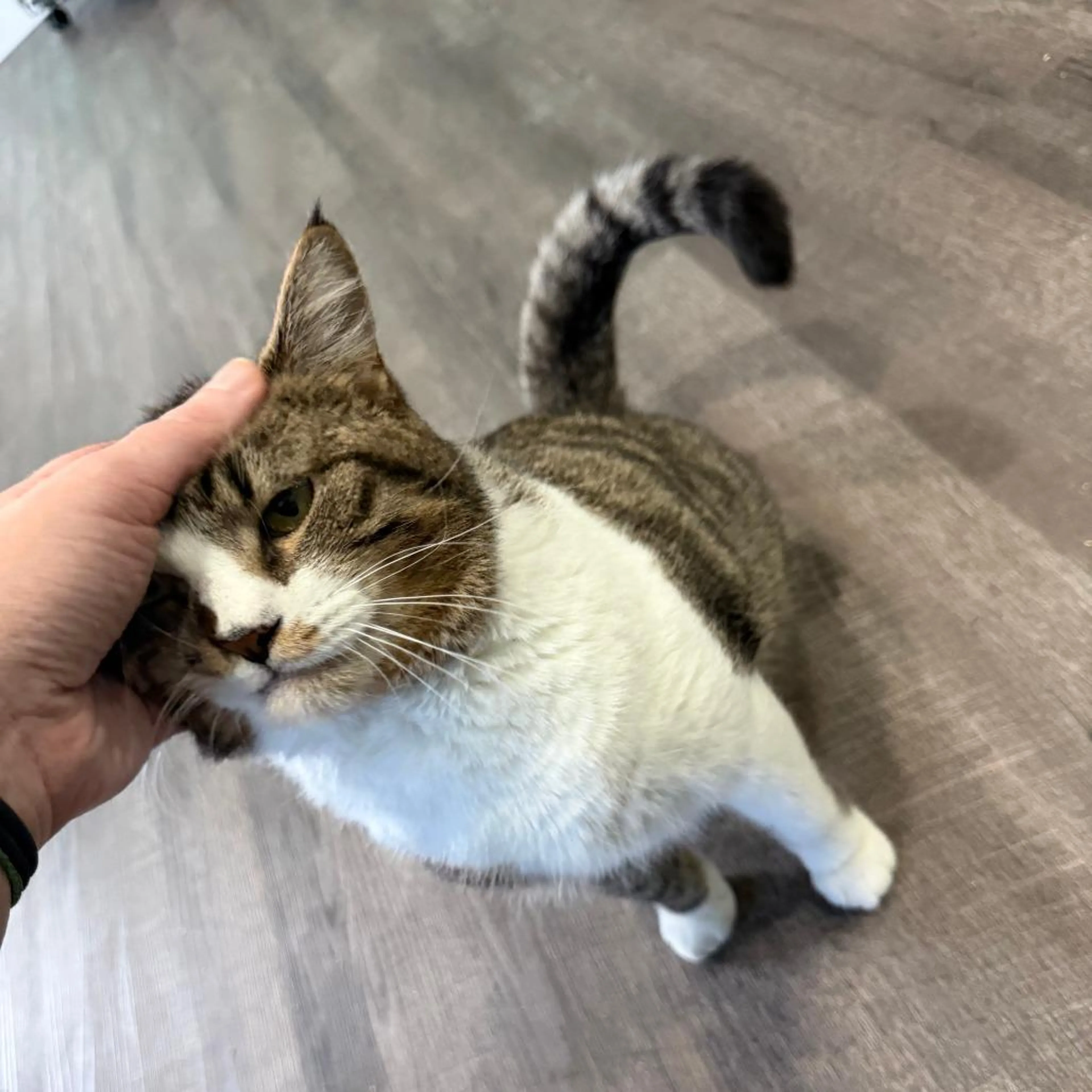 Found pet-4