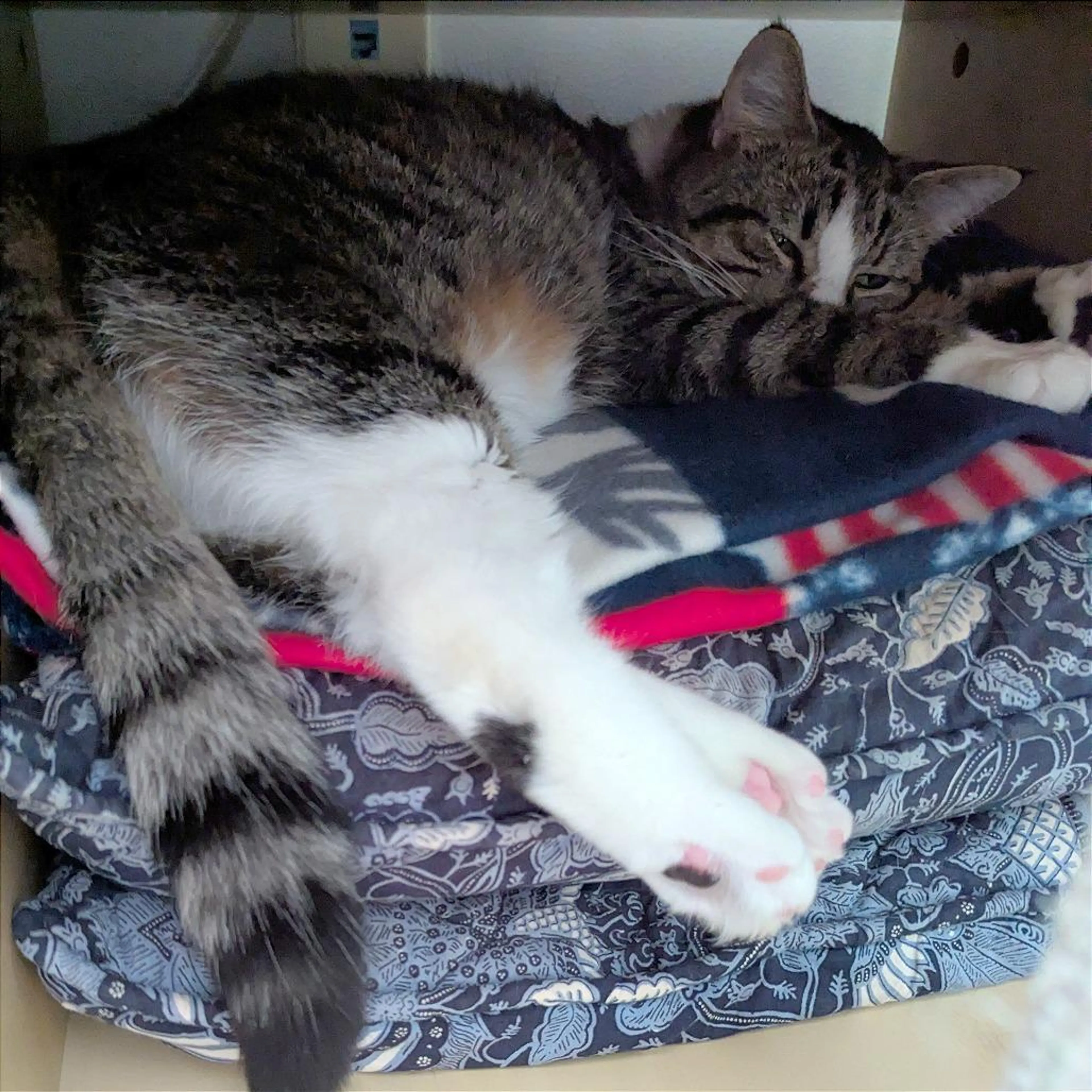 Found pet-2
