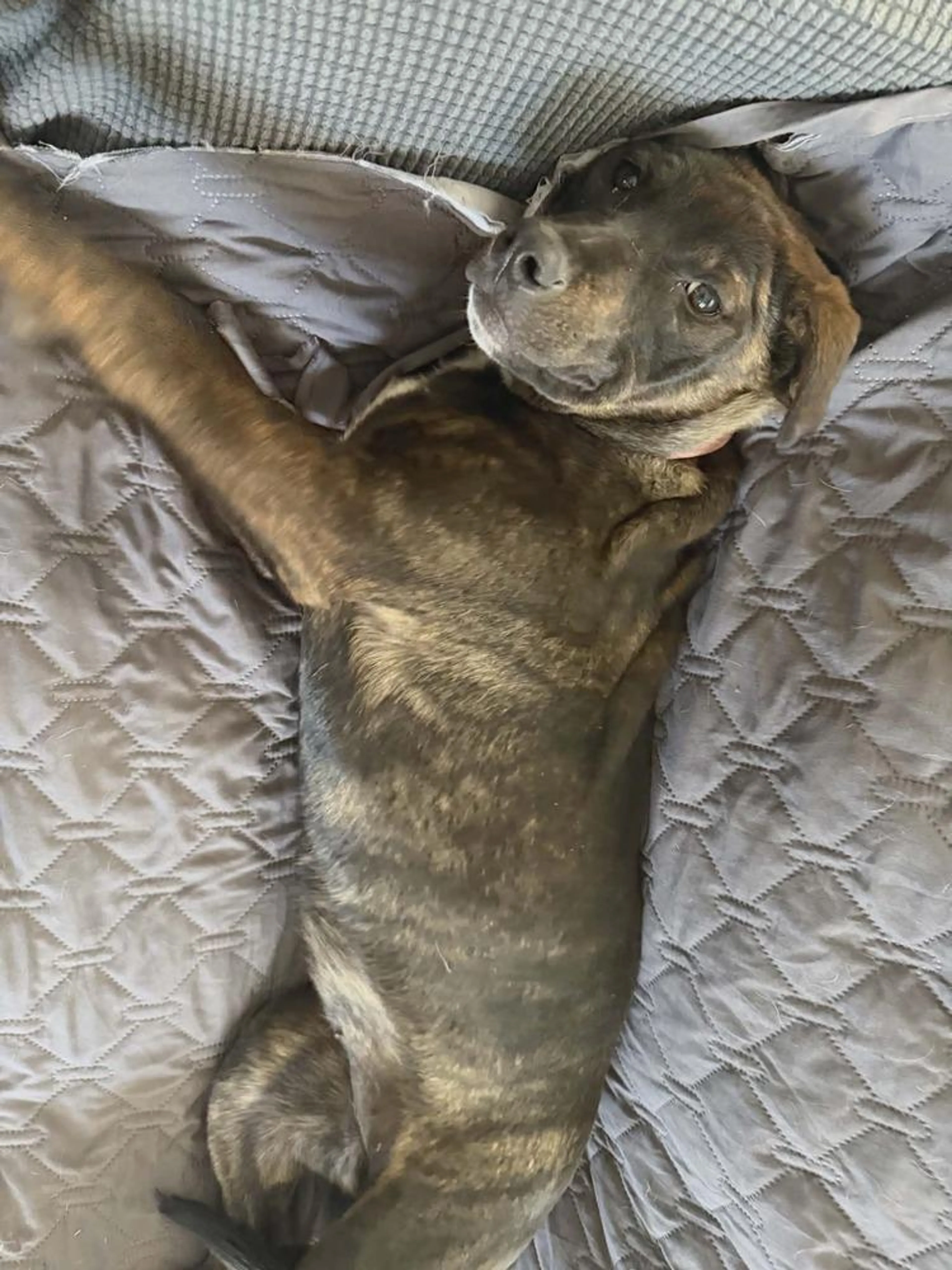 Found pet-0