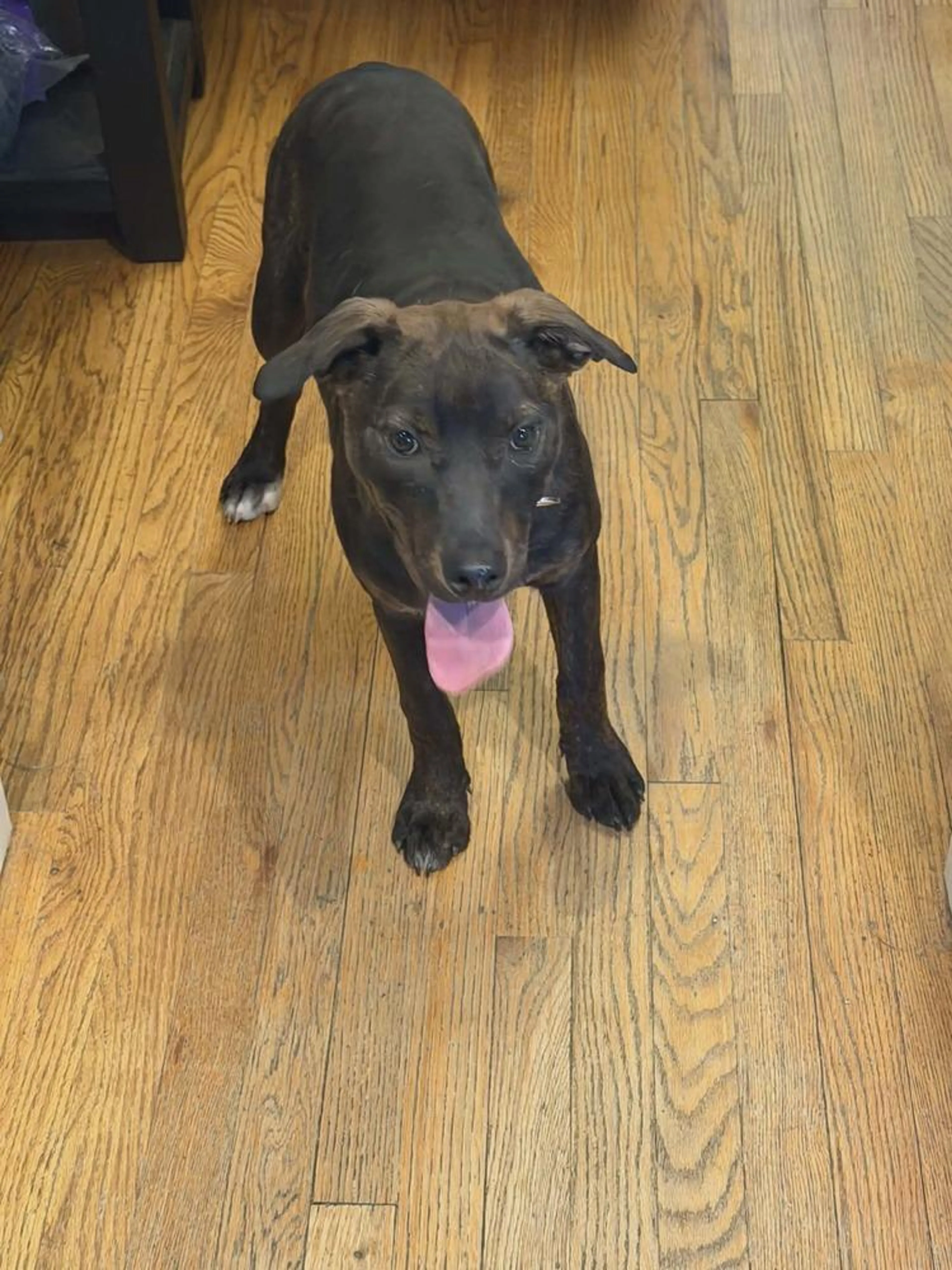 Found pet-2