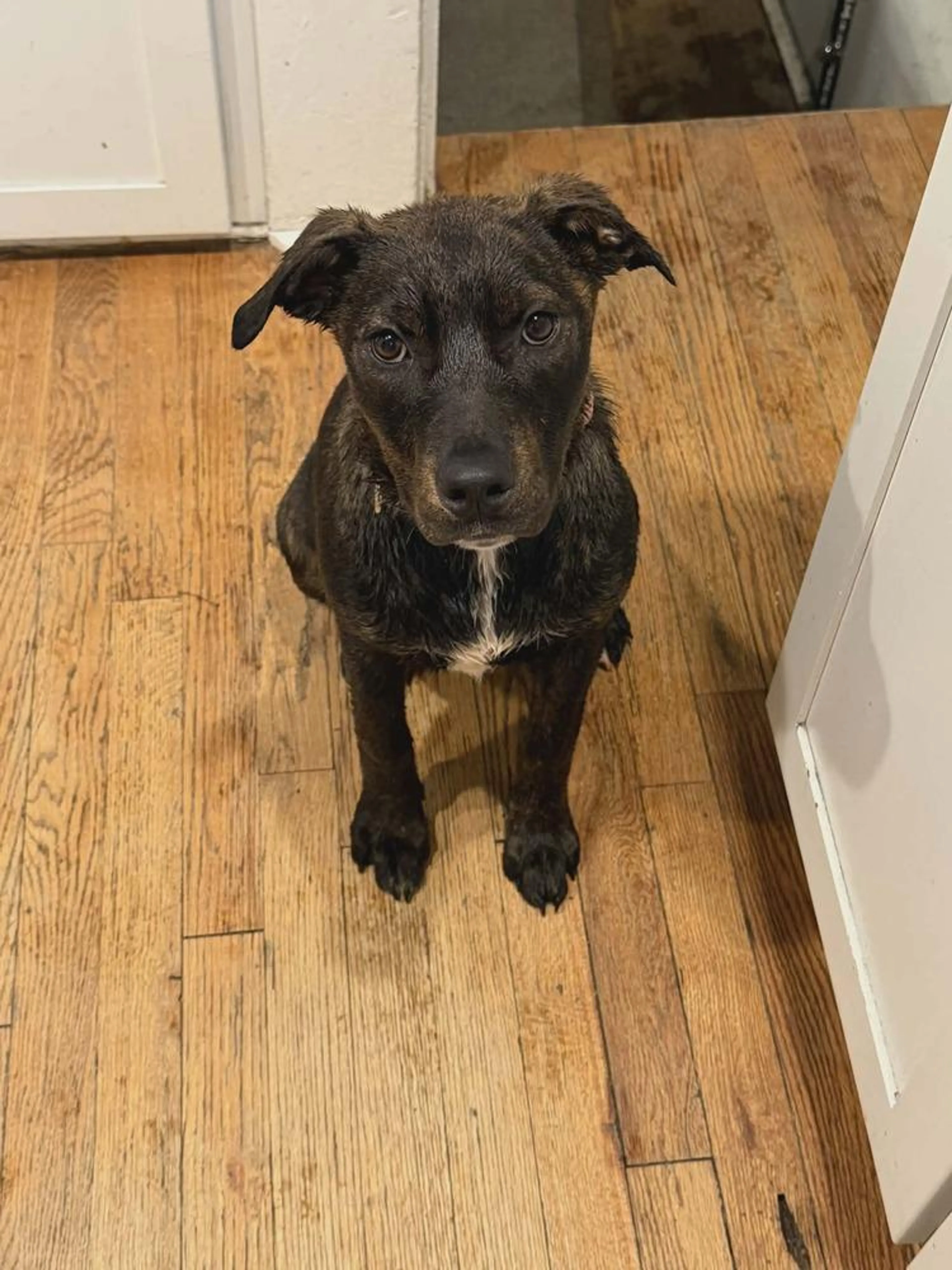 Found pet-1