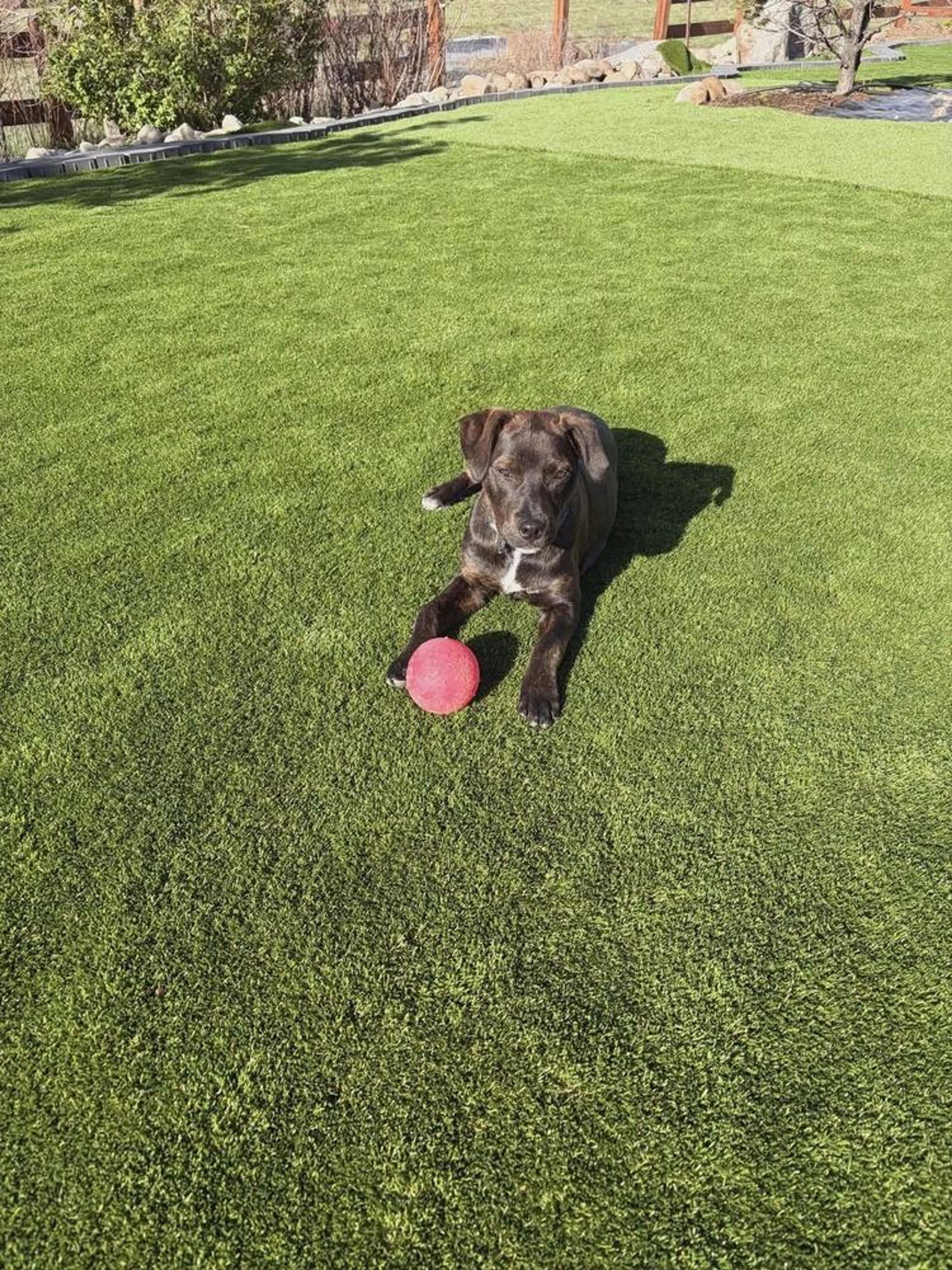 Found pet-4