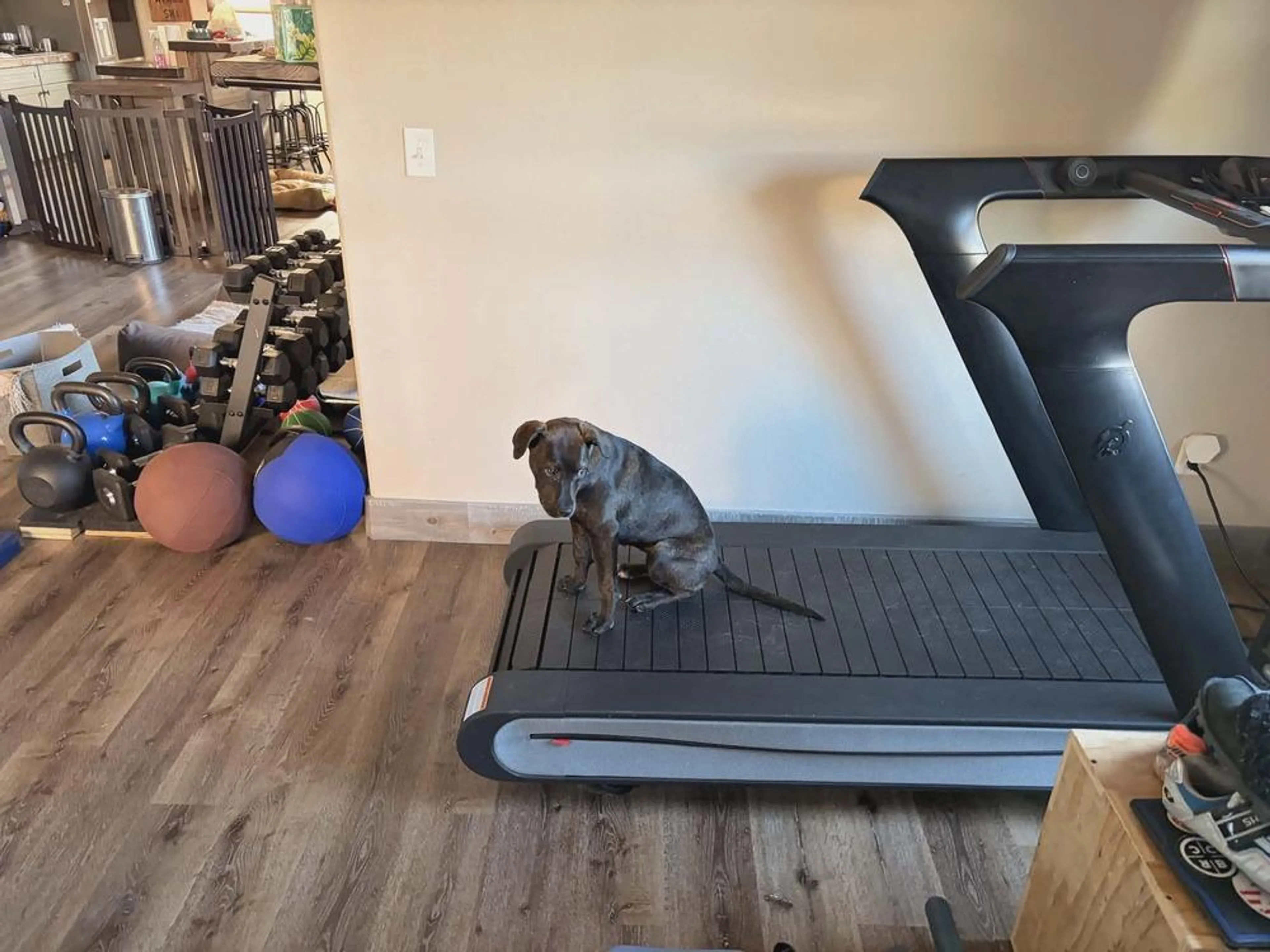 Found pet-5