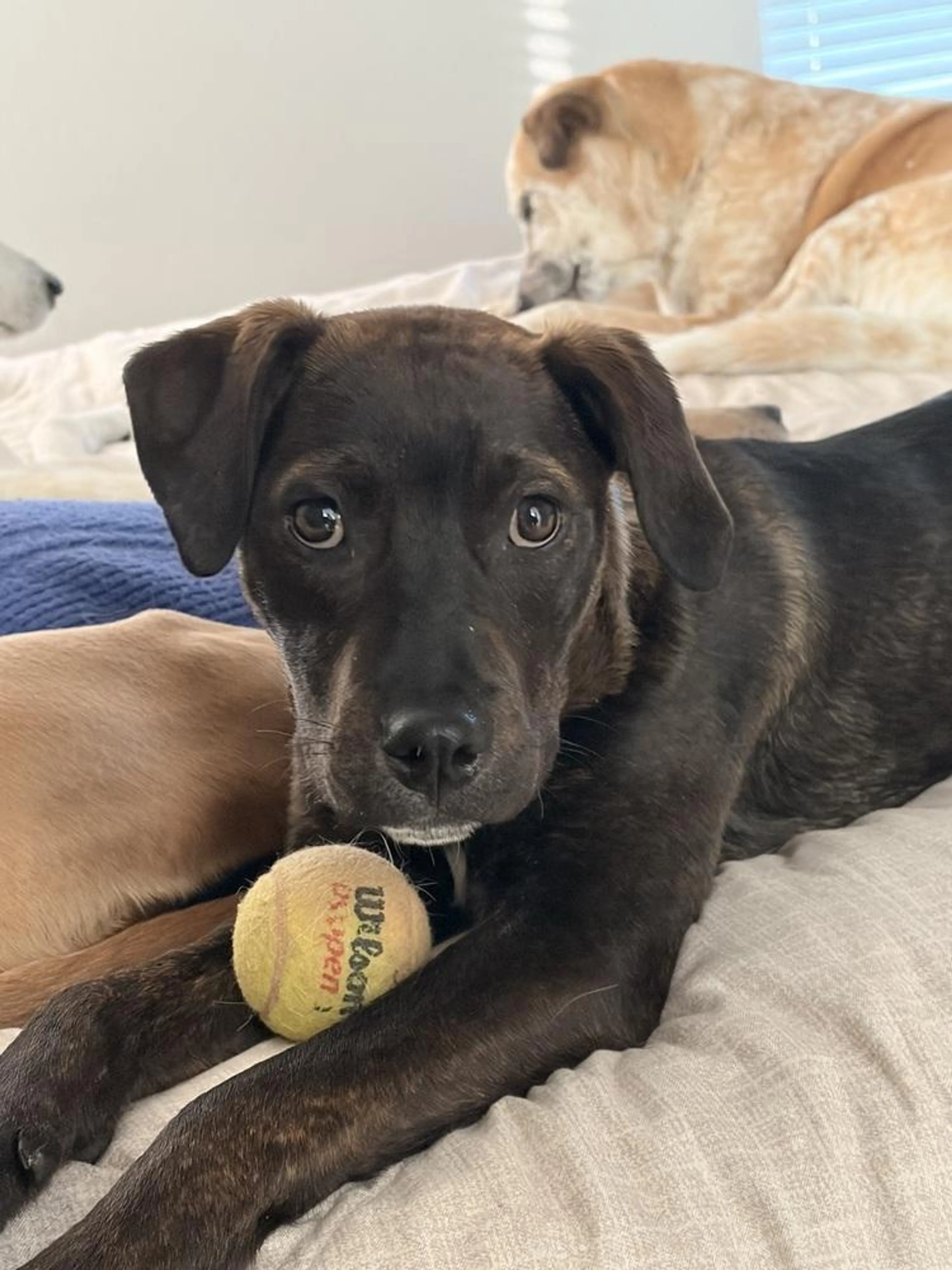 Found pet-3