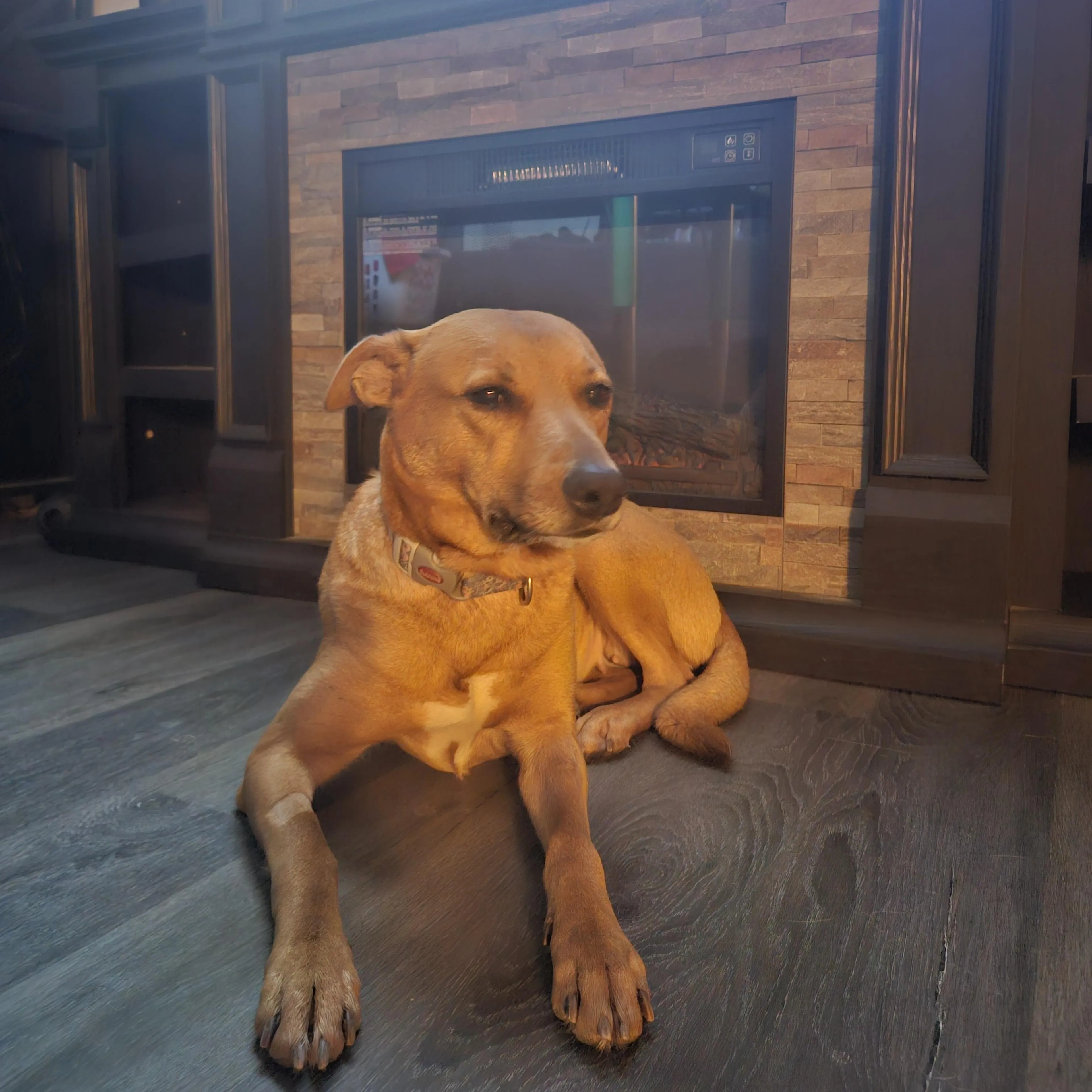 Found pet-2