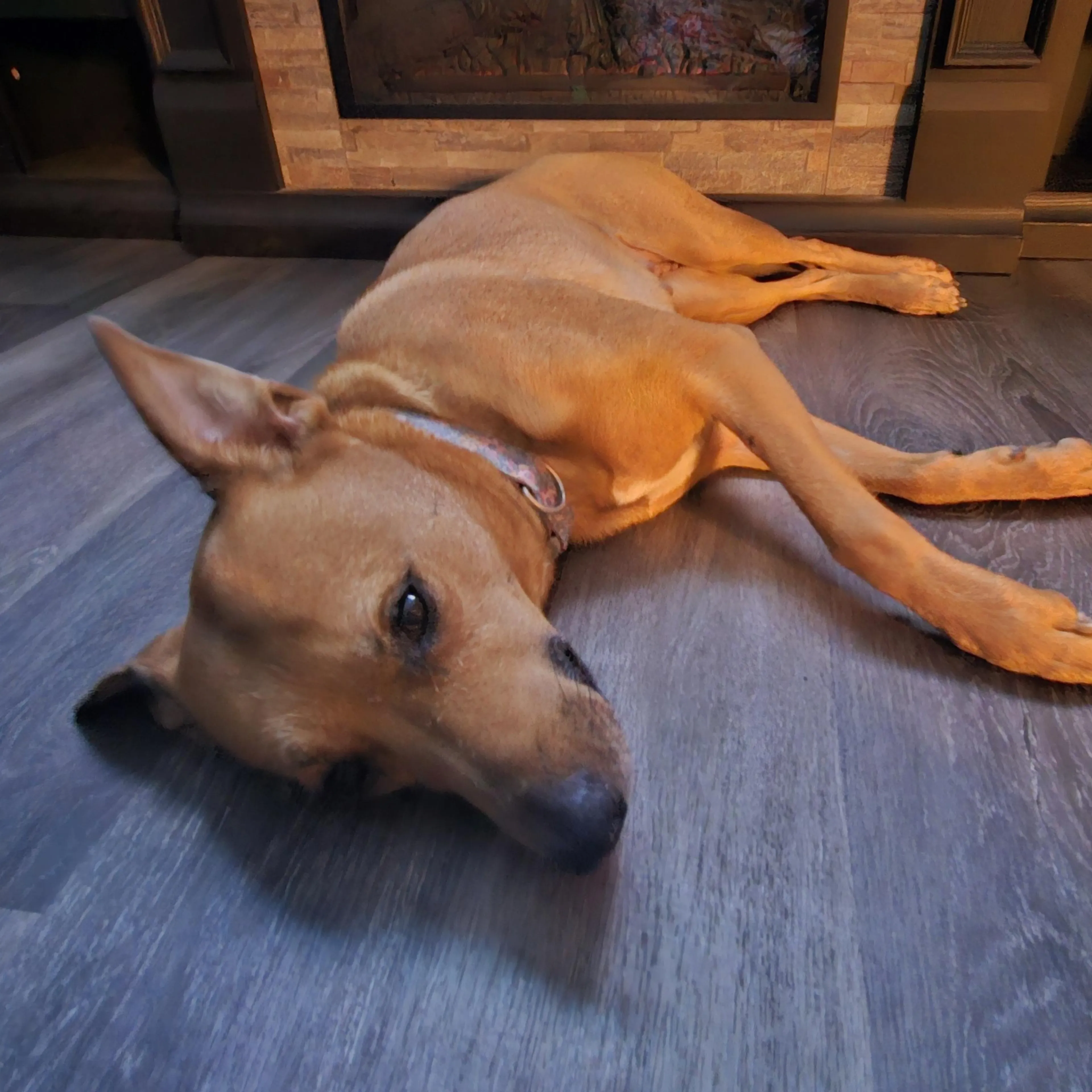 Found pet-3