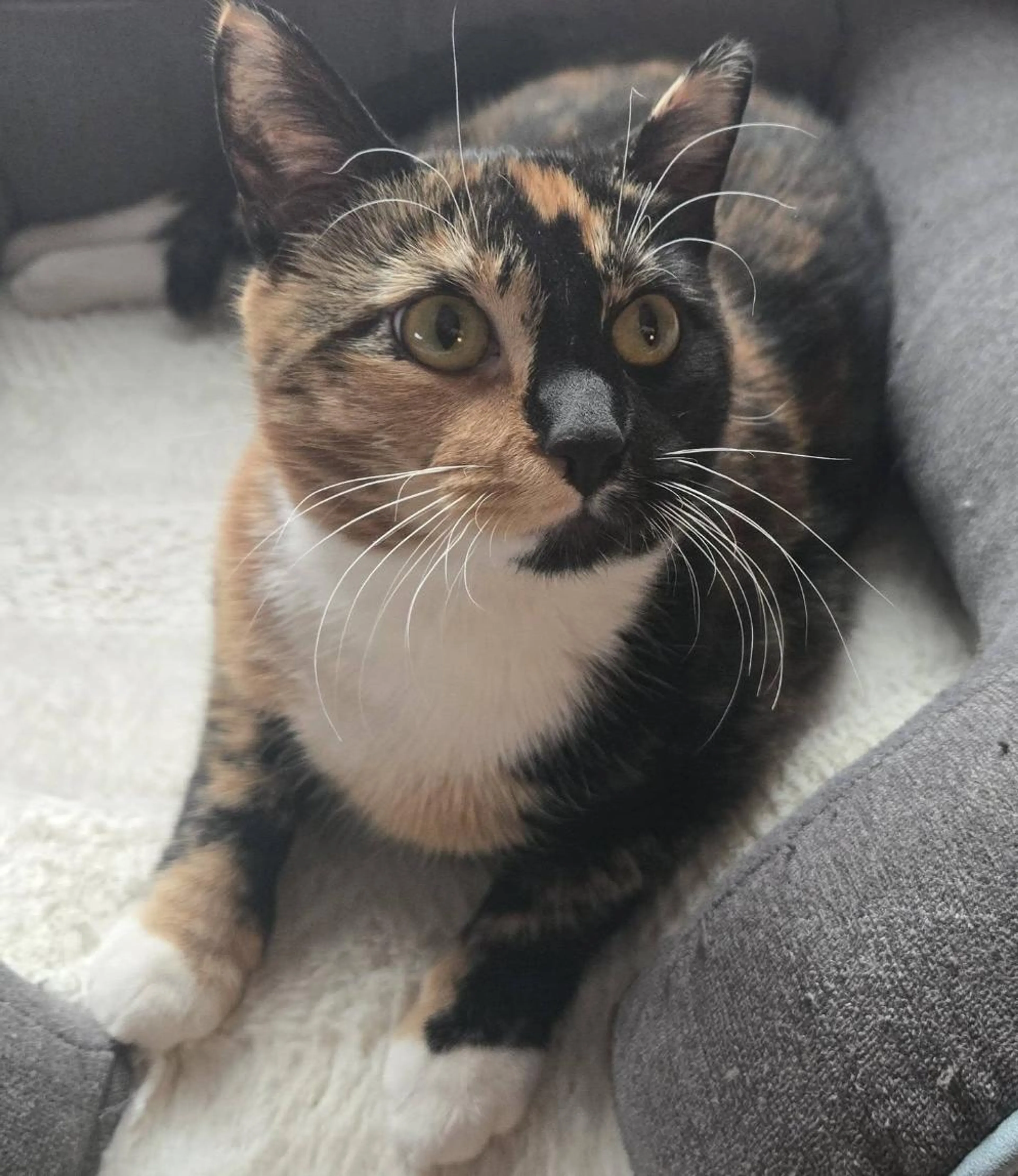 Found pet-0