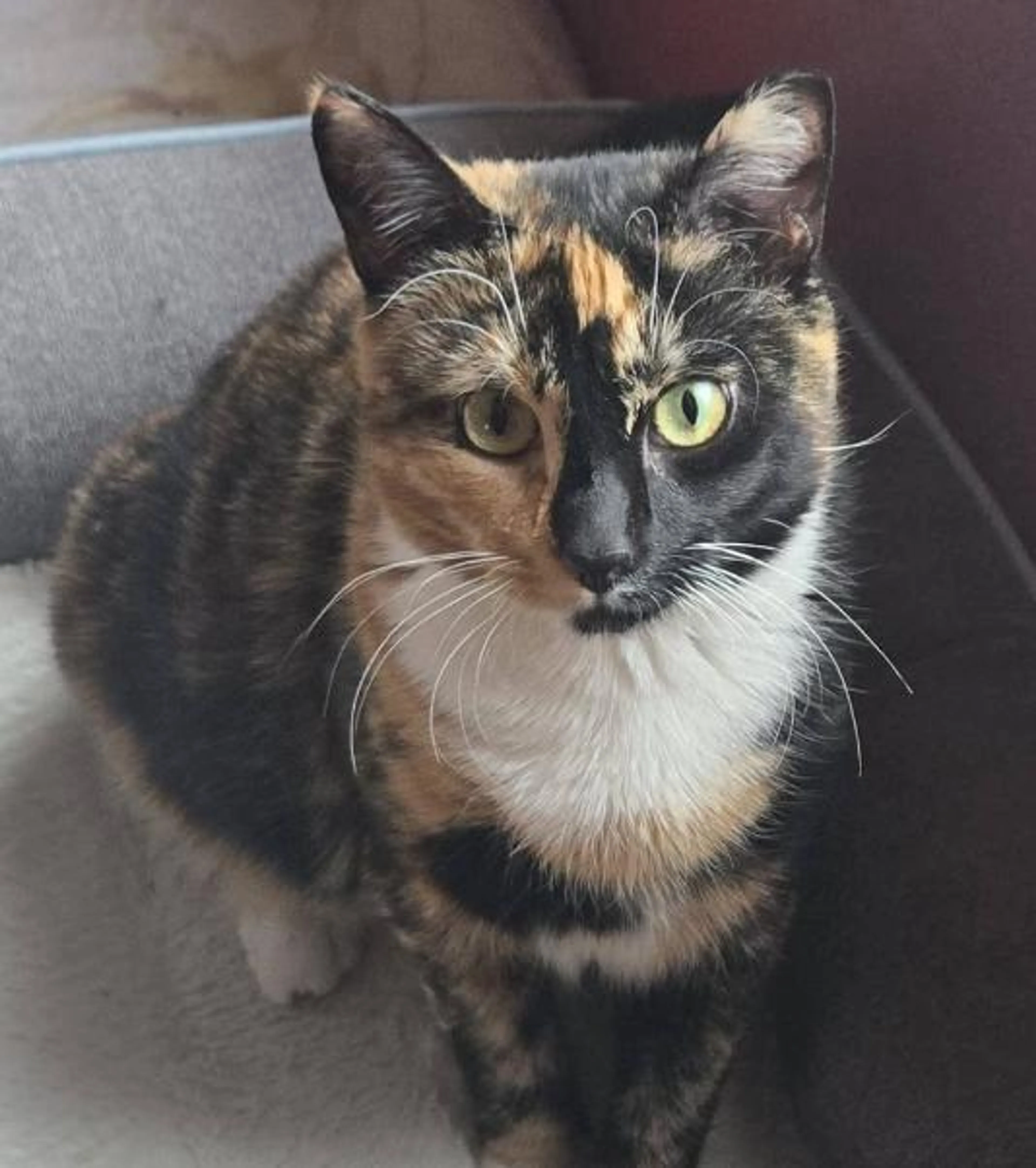 Found pet-1