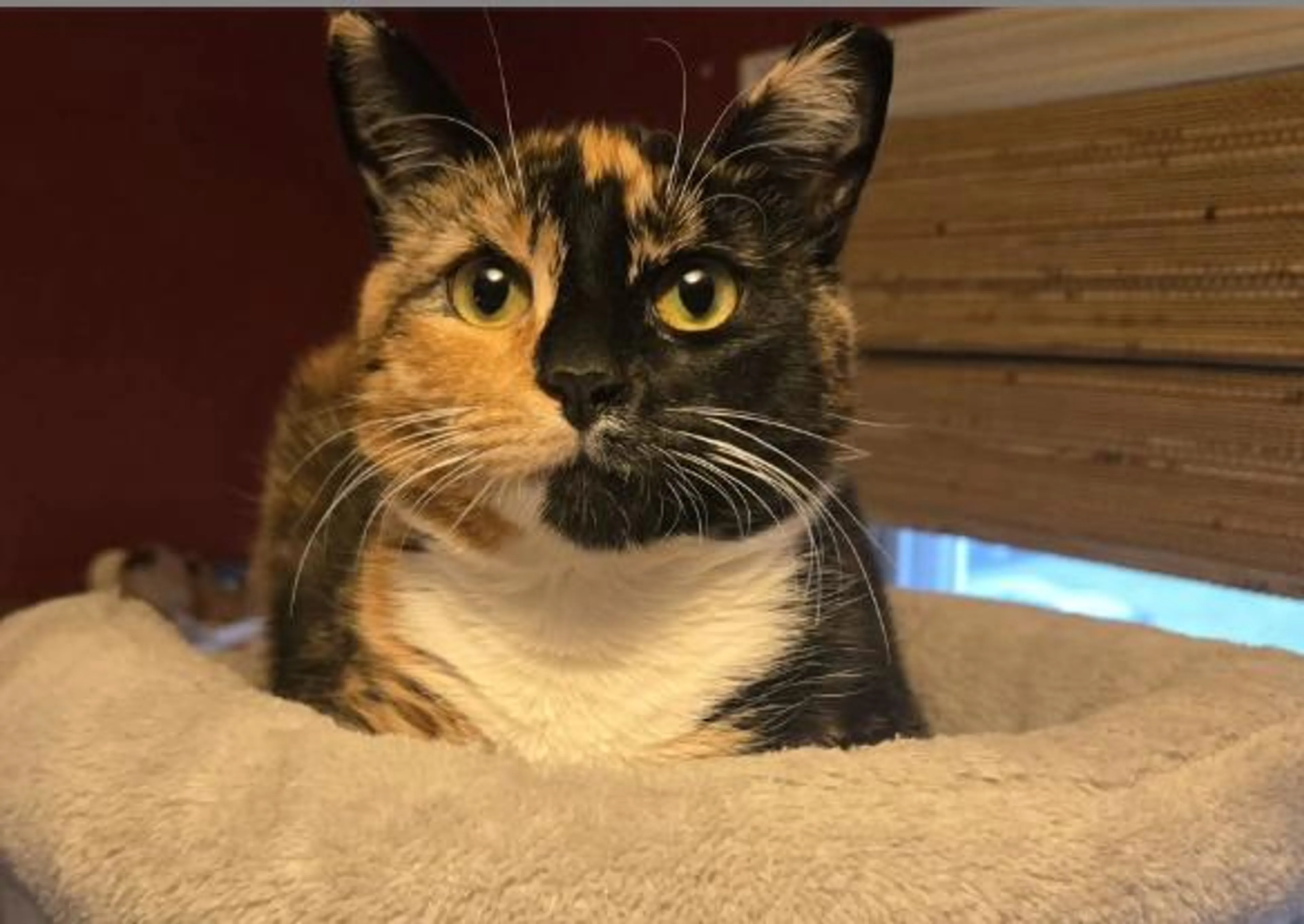 Found pet-2