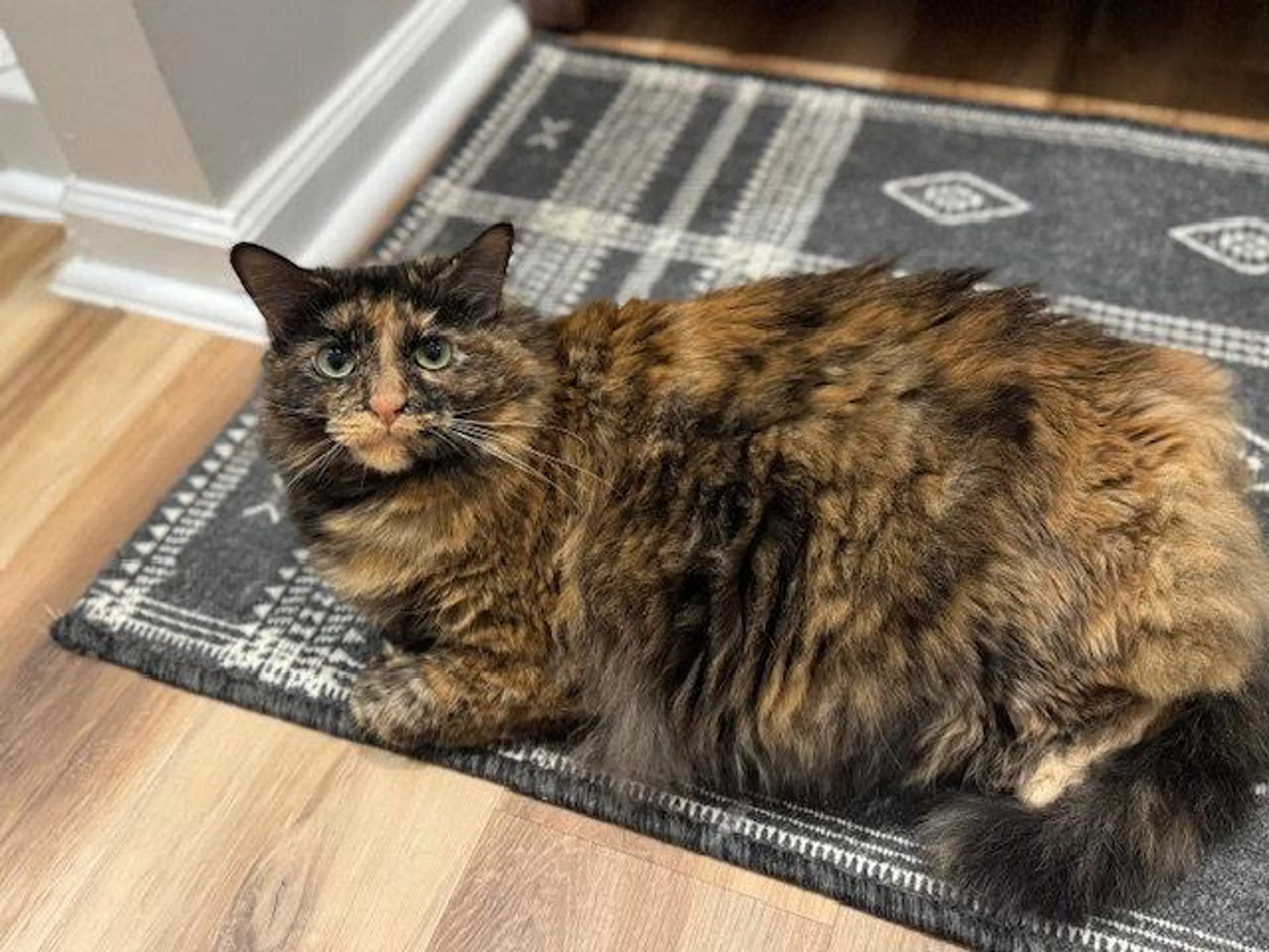 Found pet-0