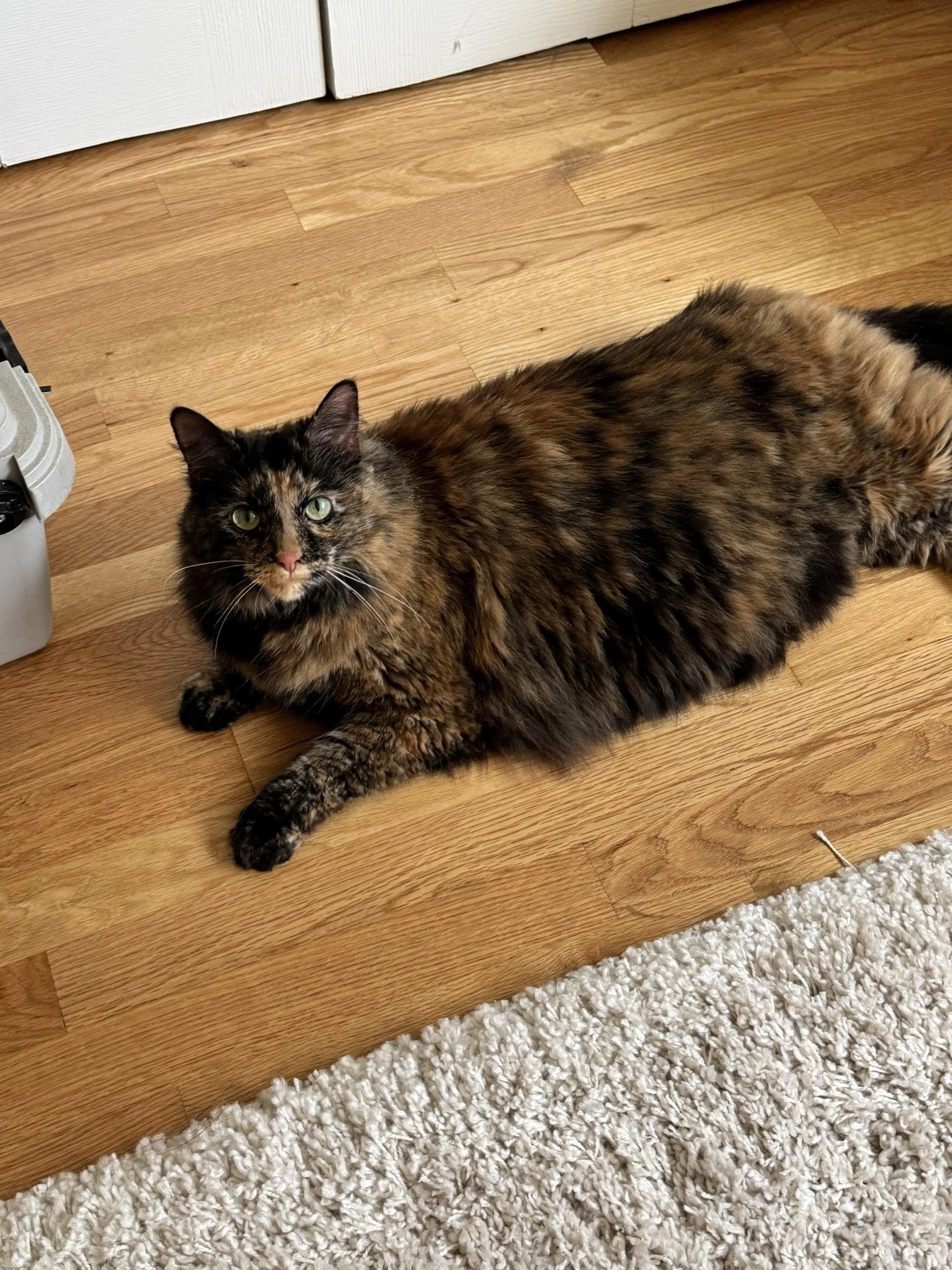 Found pet-2