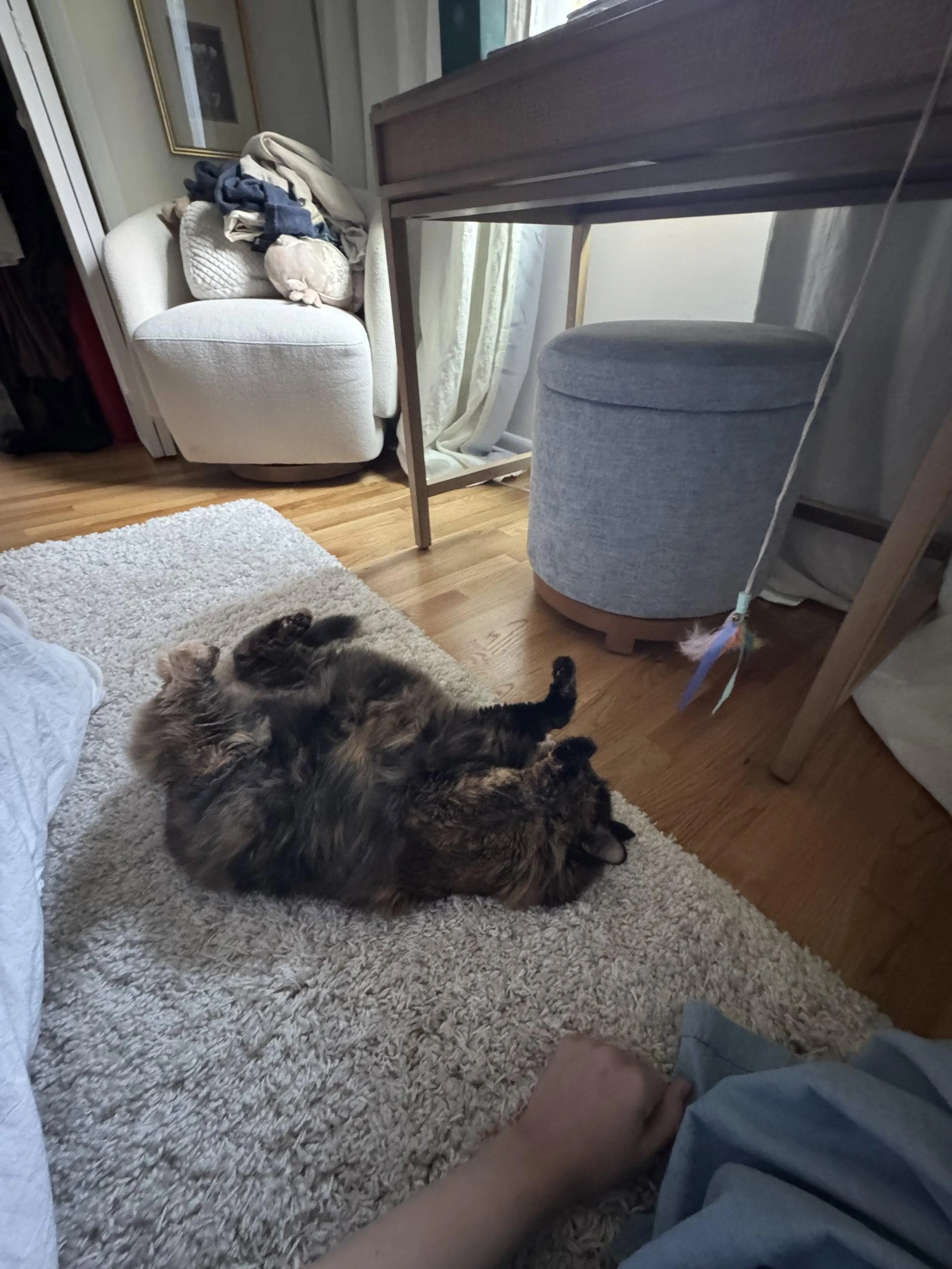 Found pet-1