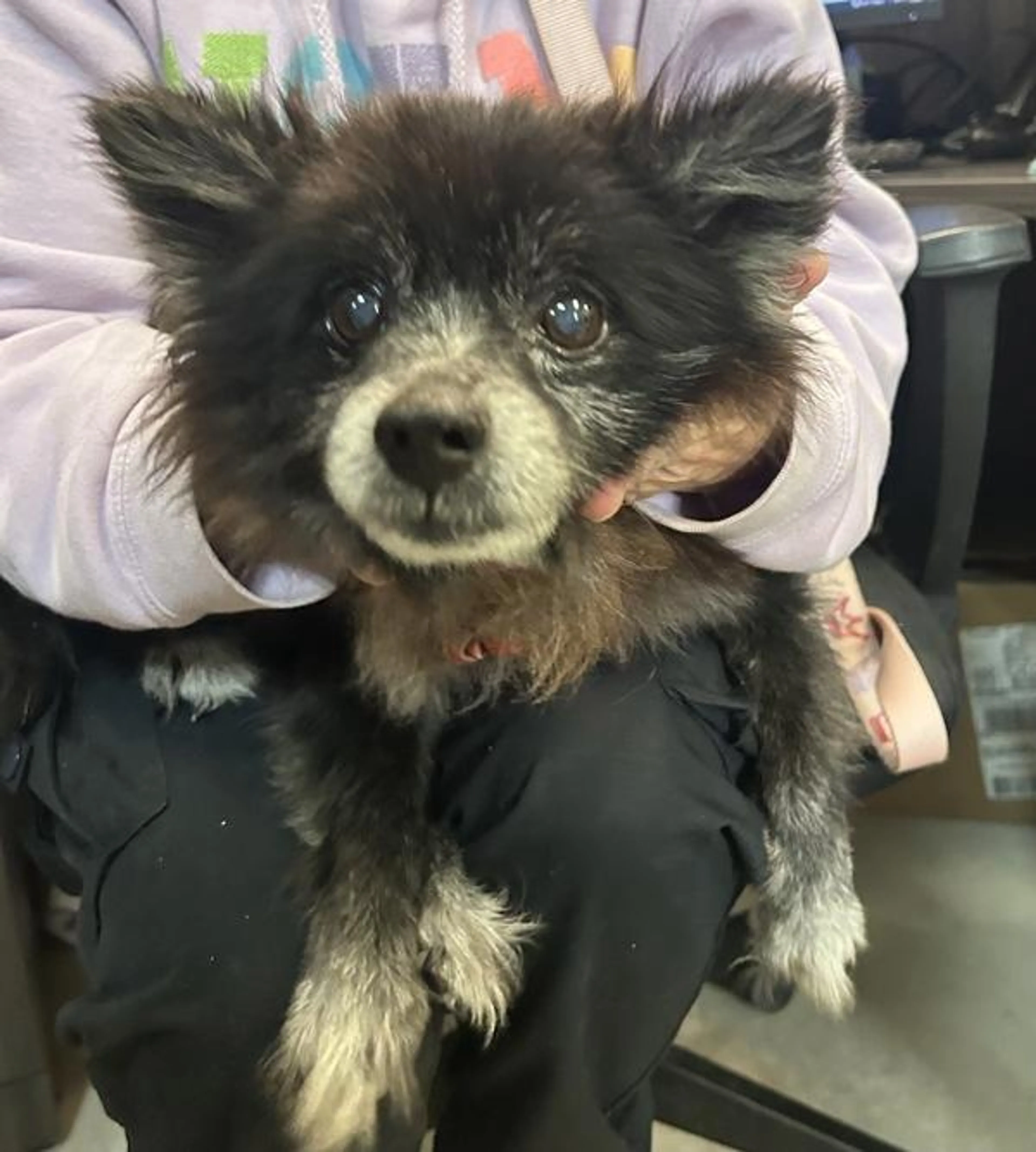 Found pet