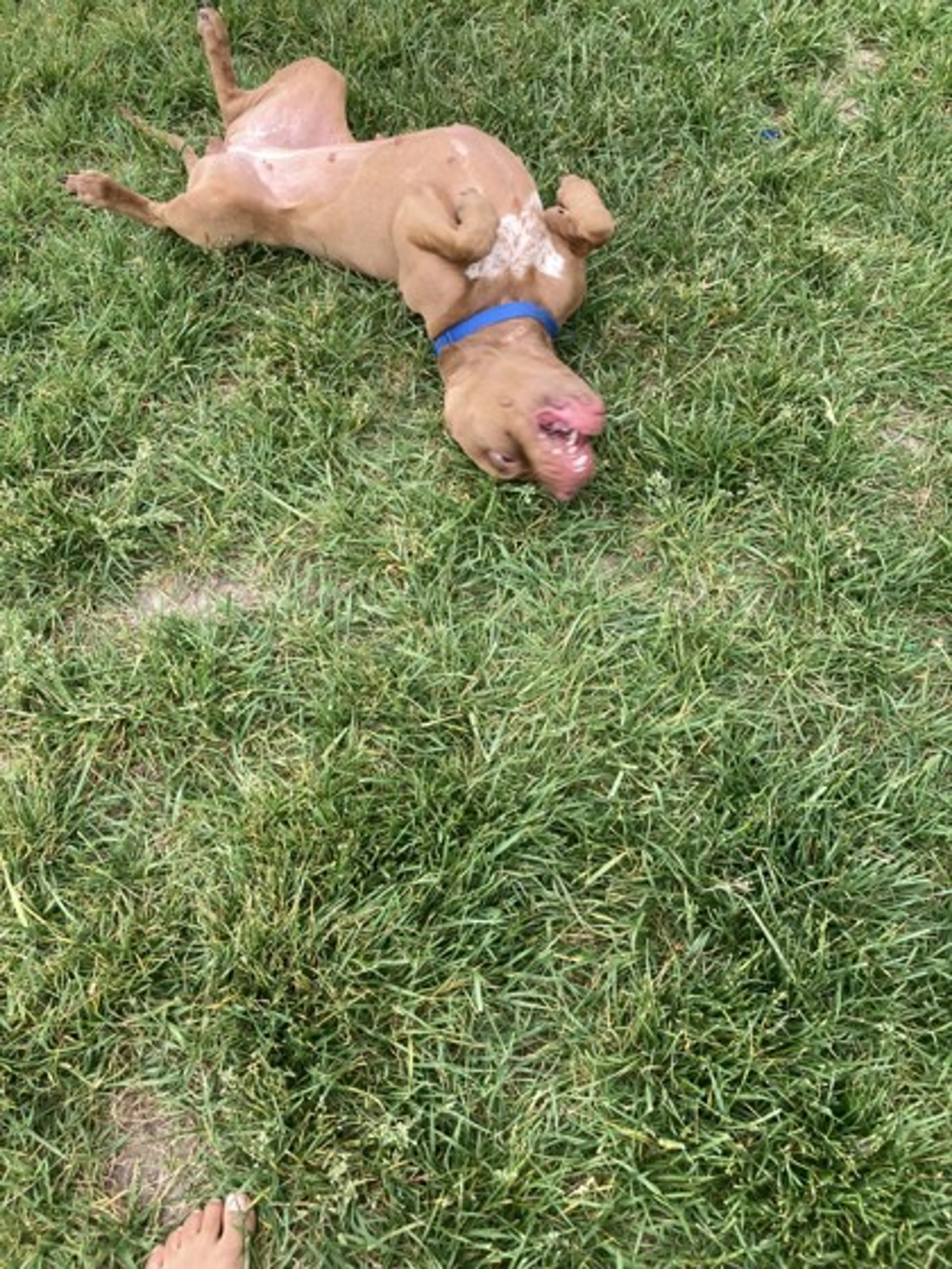 Found pet-1