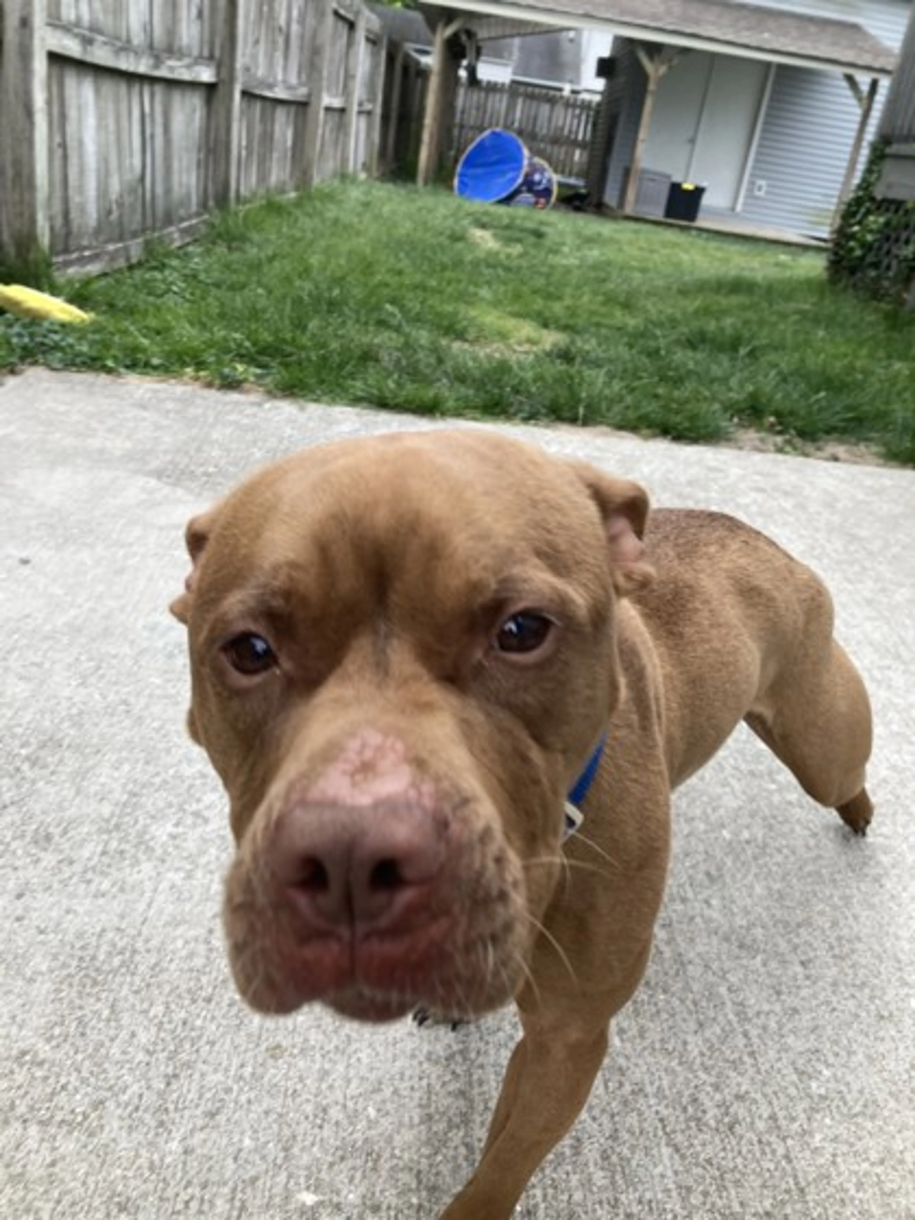 Found pet-2