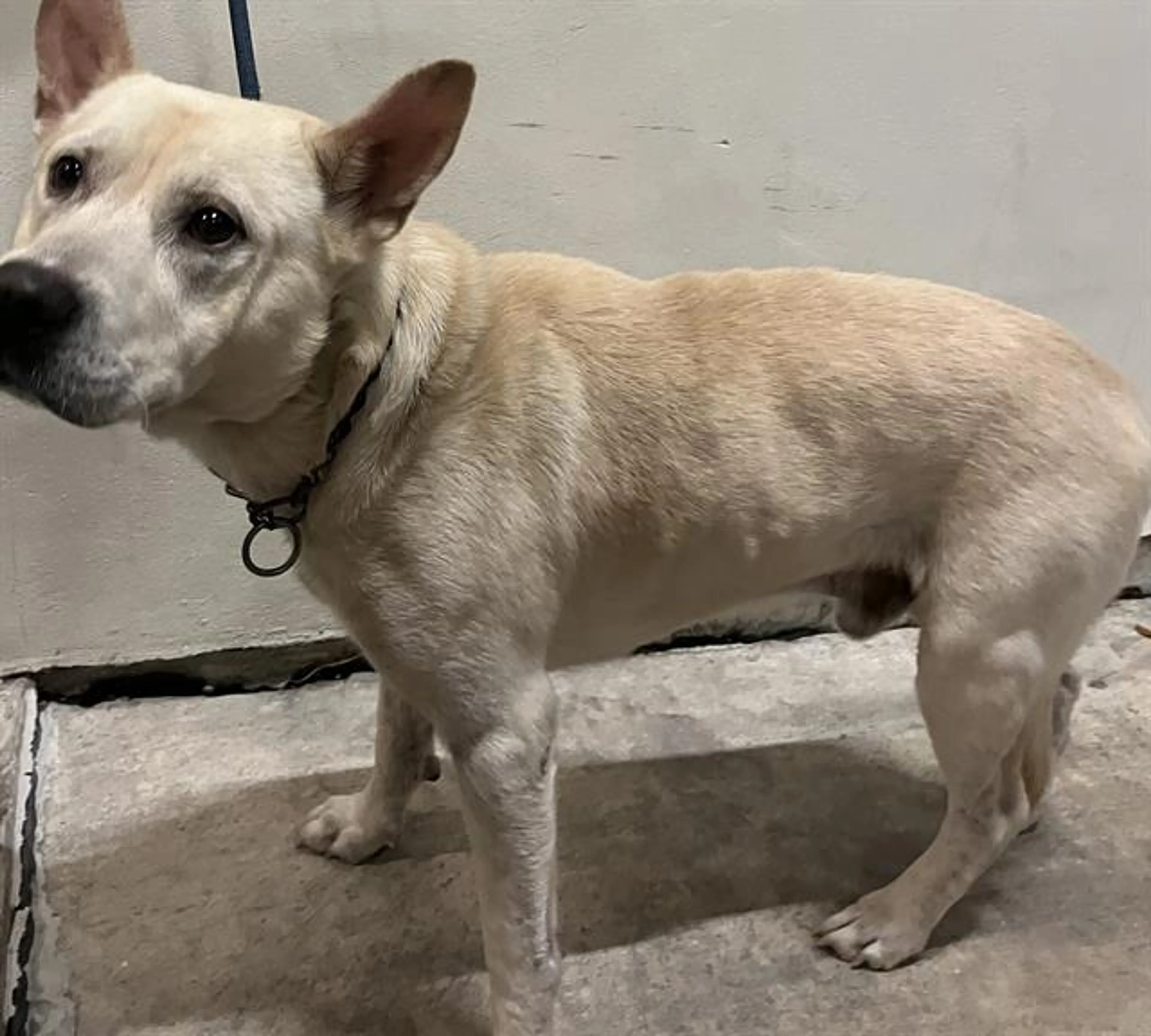 Found pet