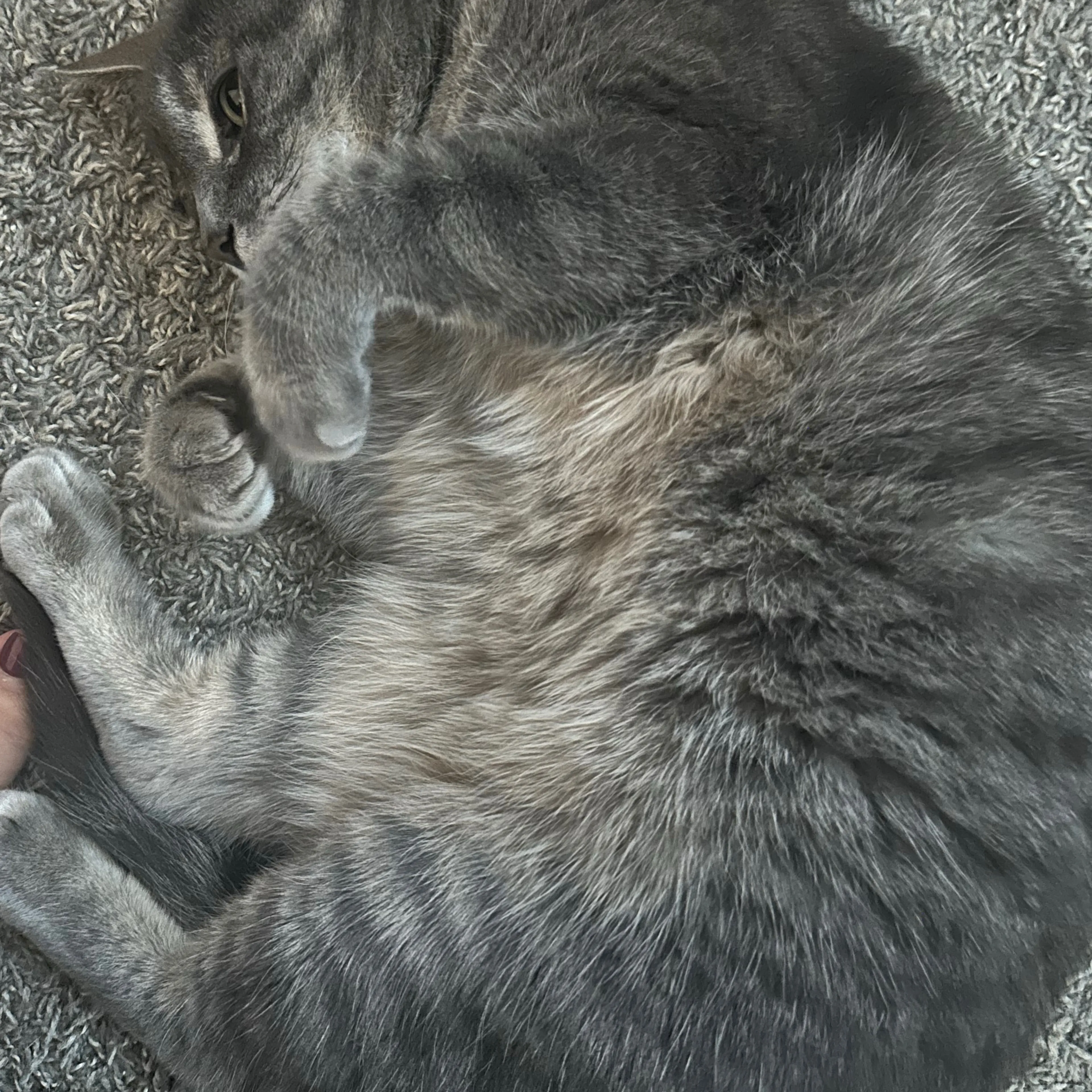 Lost pet-3