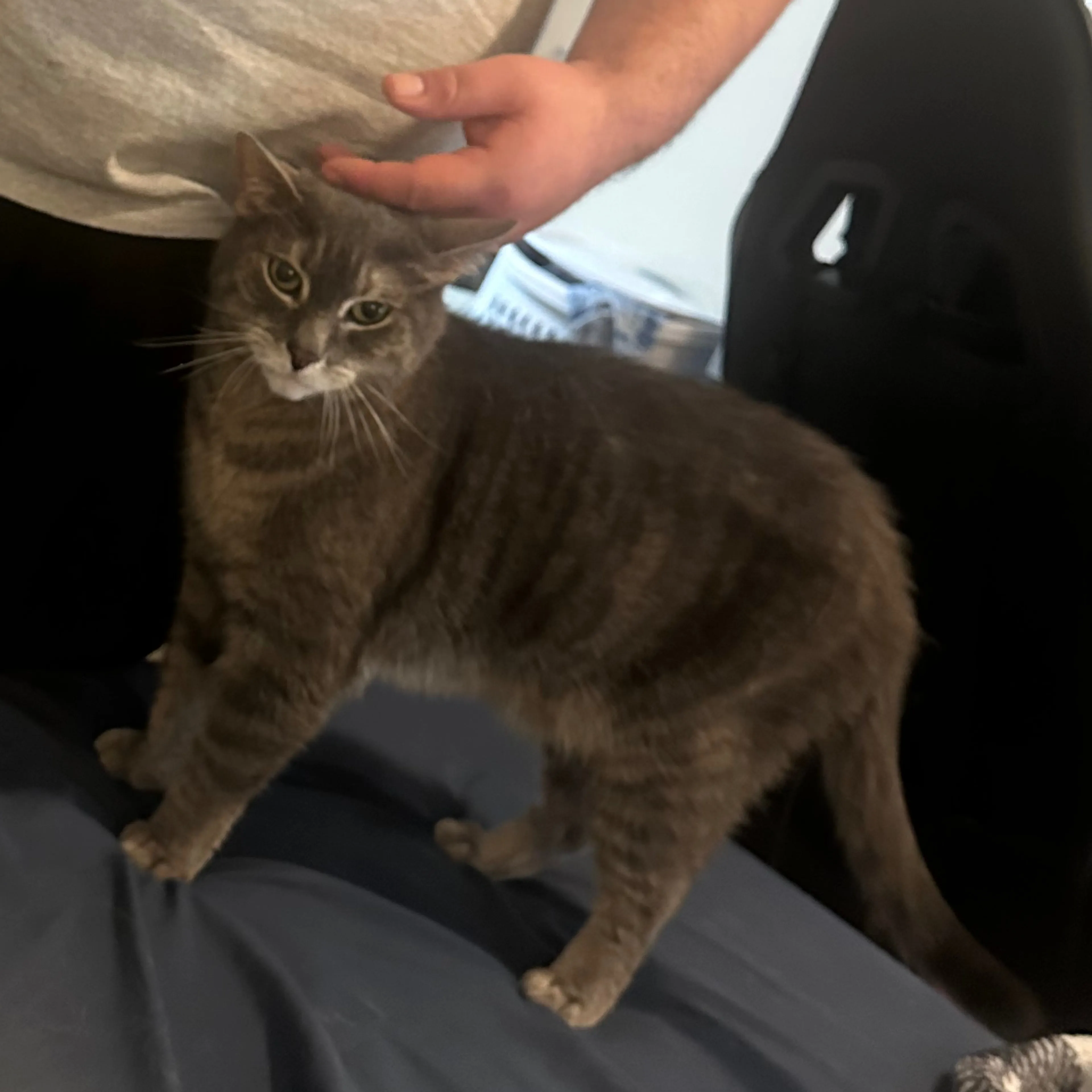Lost pet-1