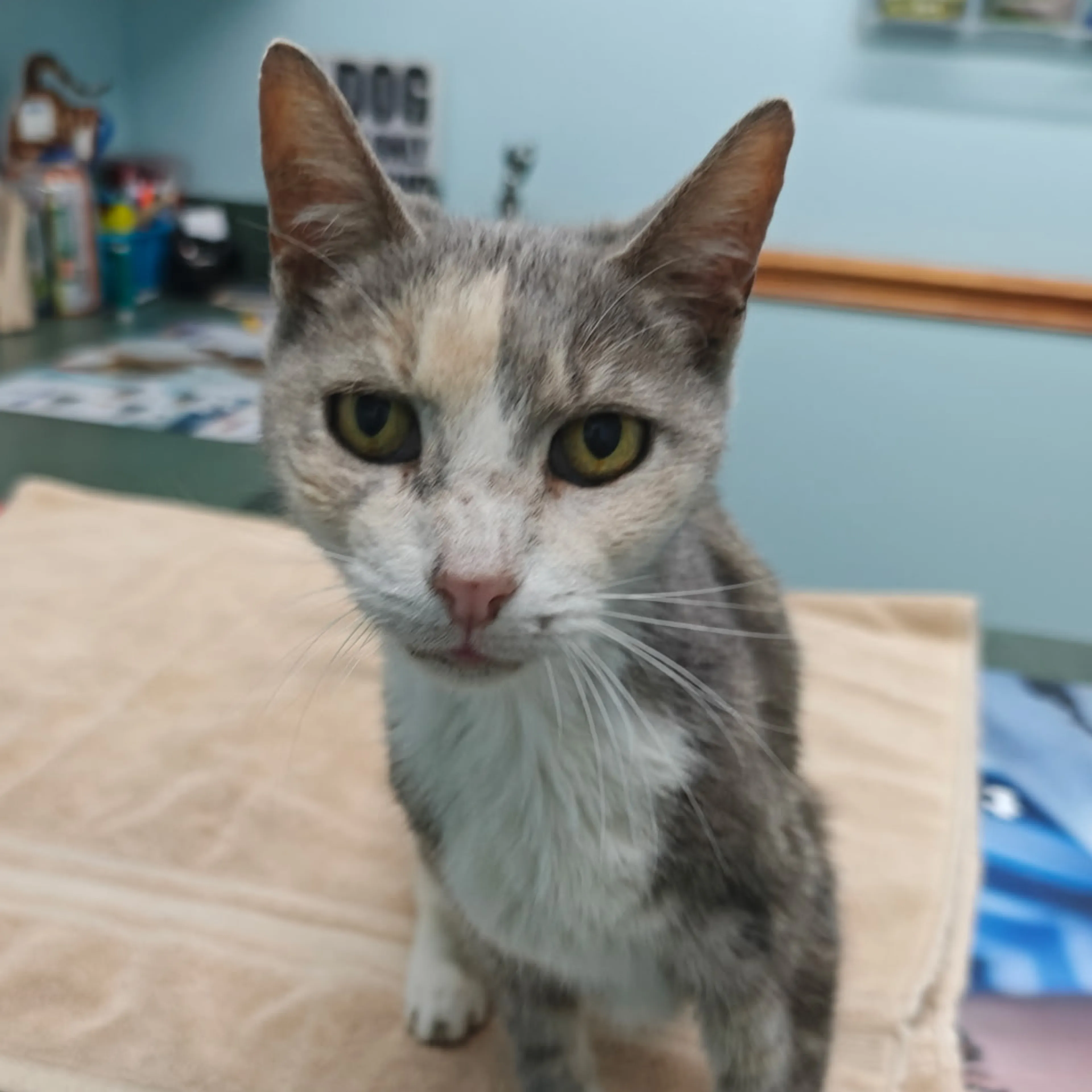 Lost pet-2