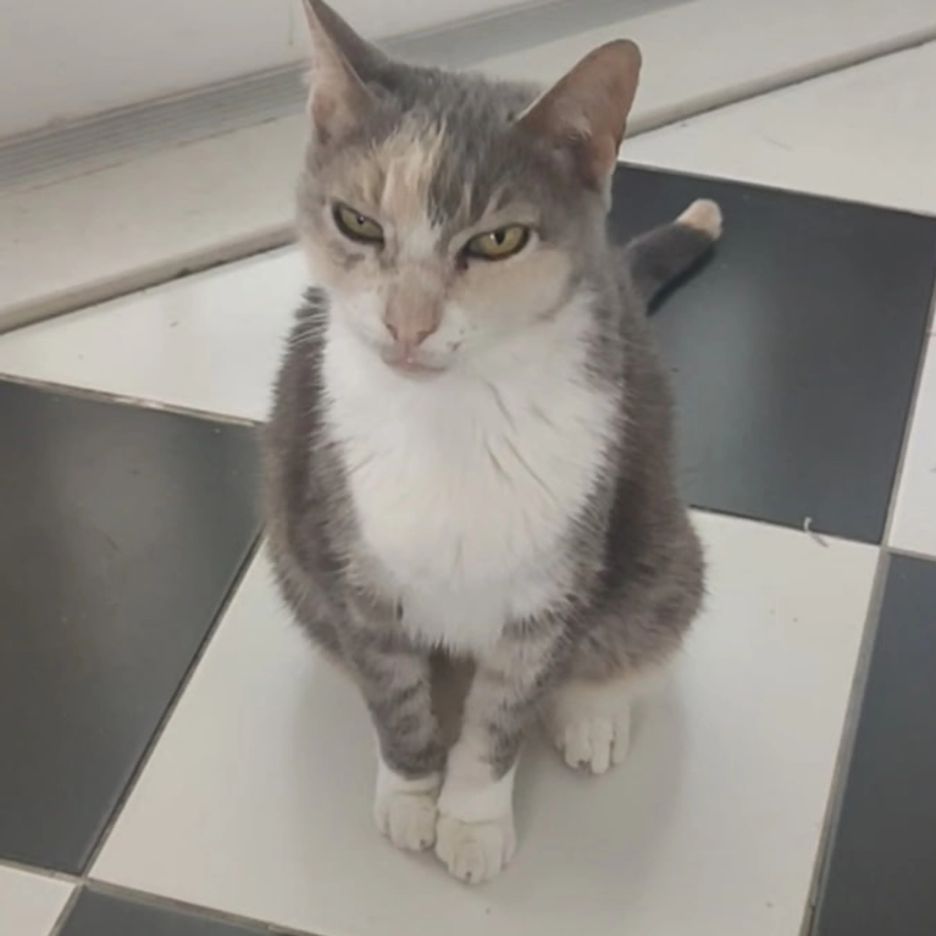 Lost pet-1