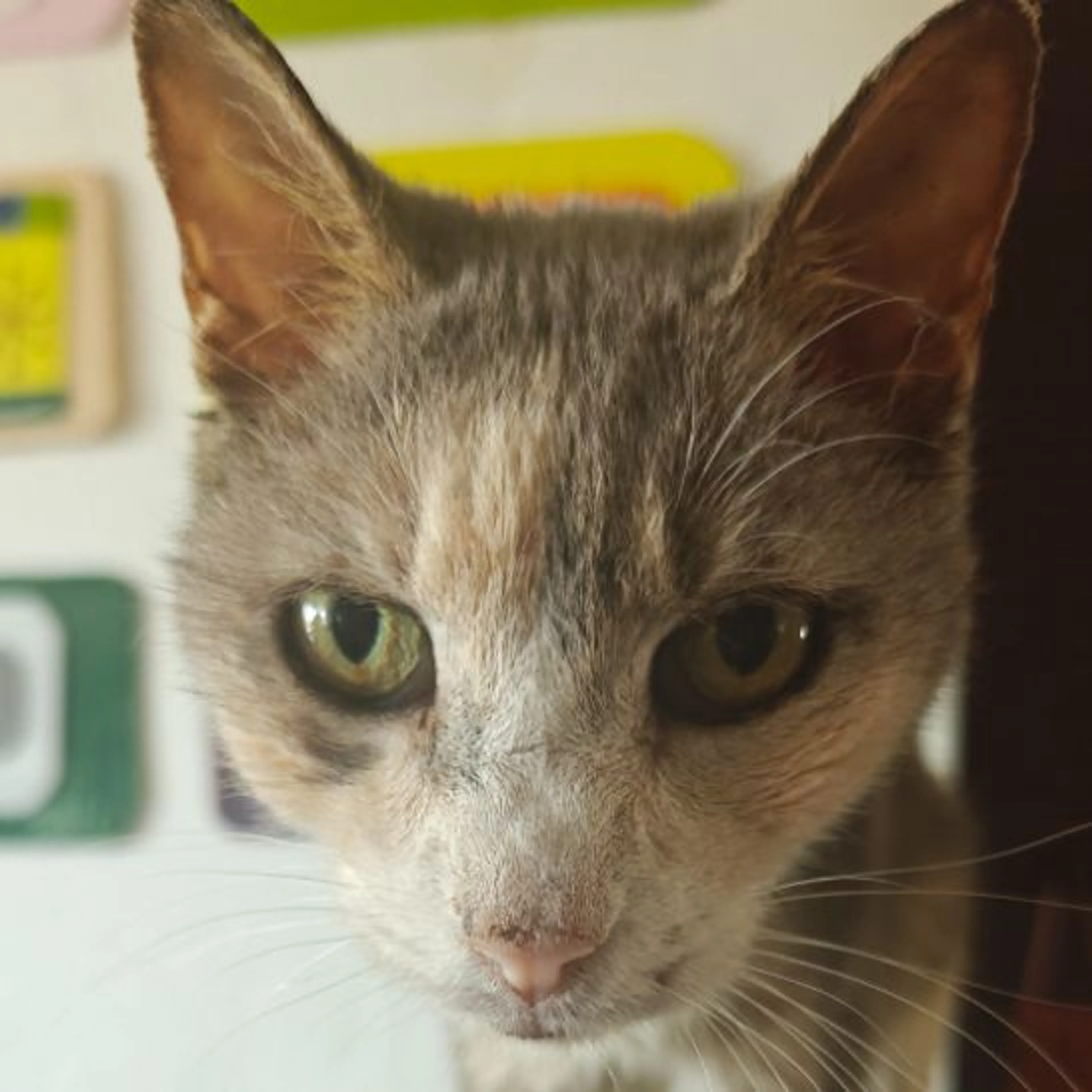 Lost pet-0