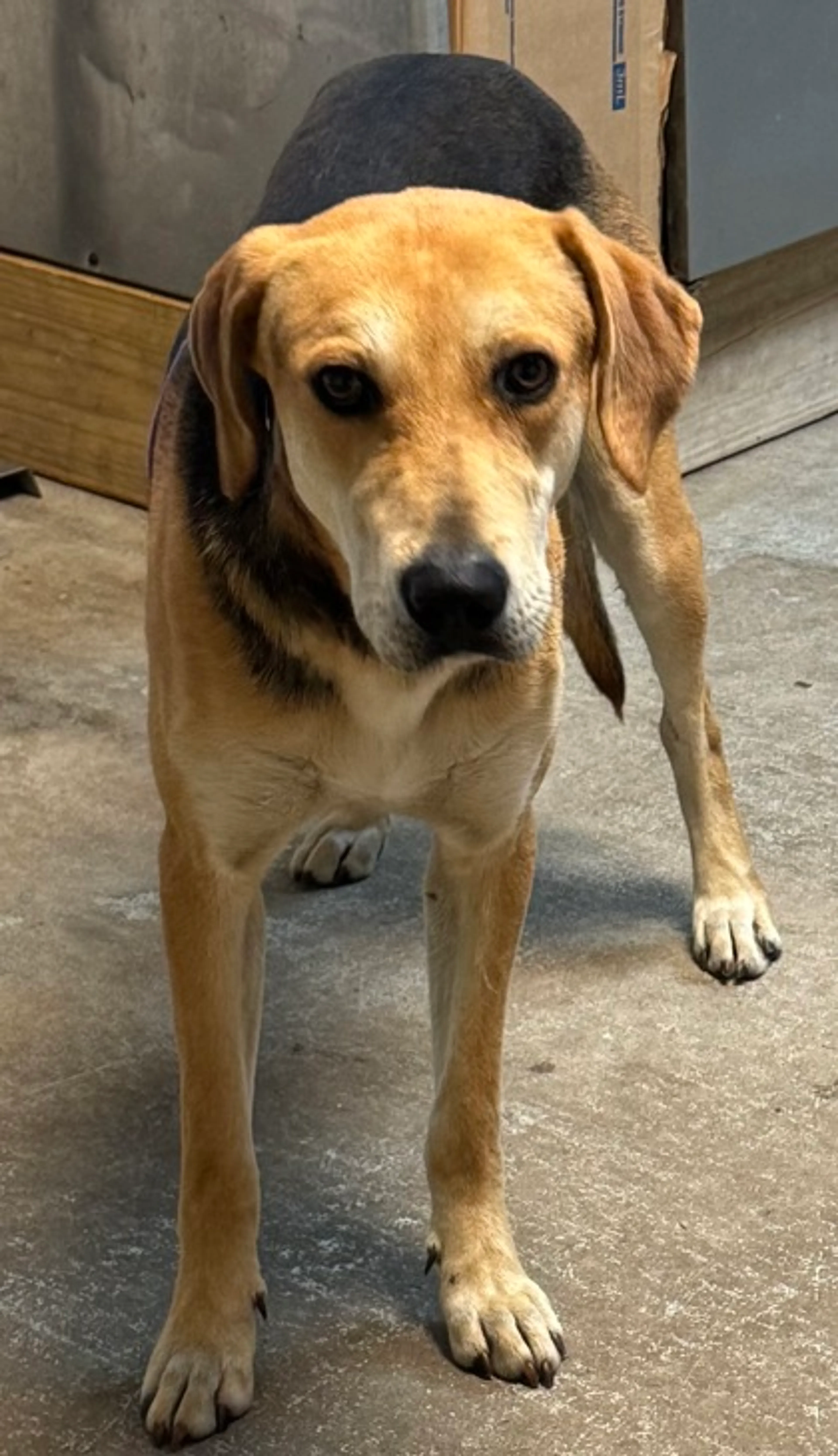 Found pet
