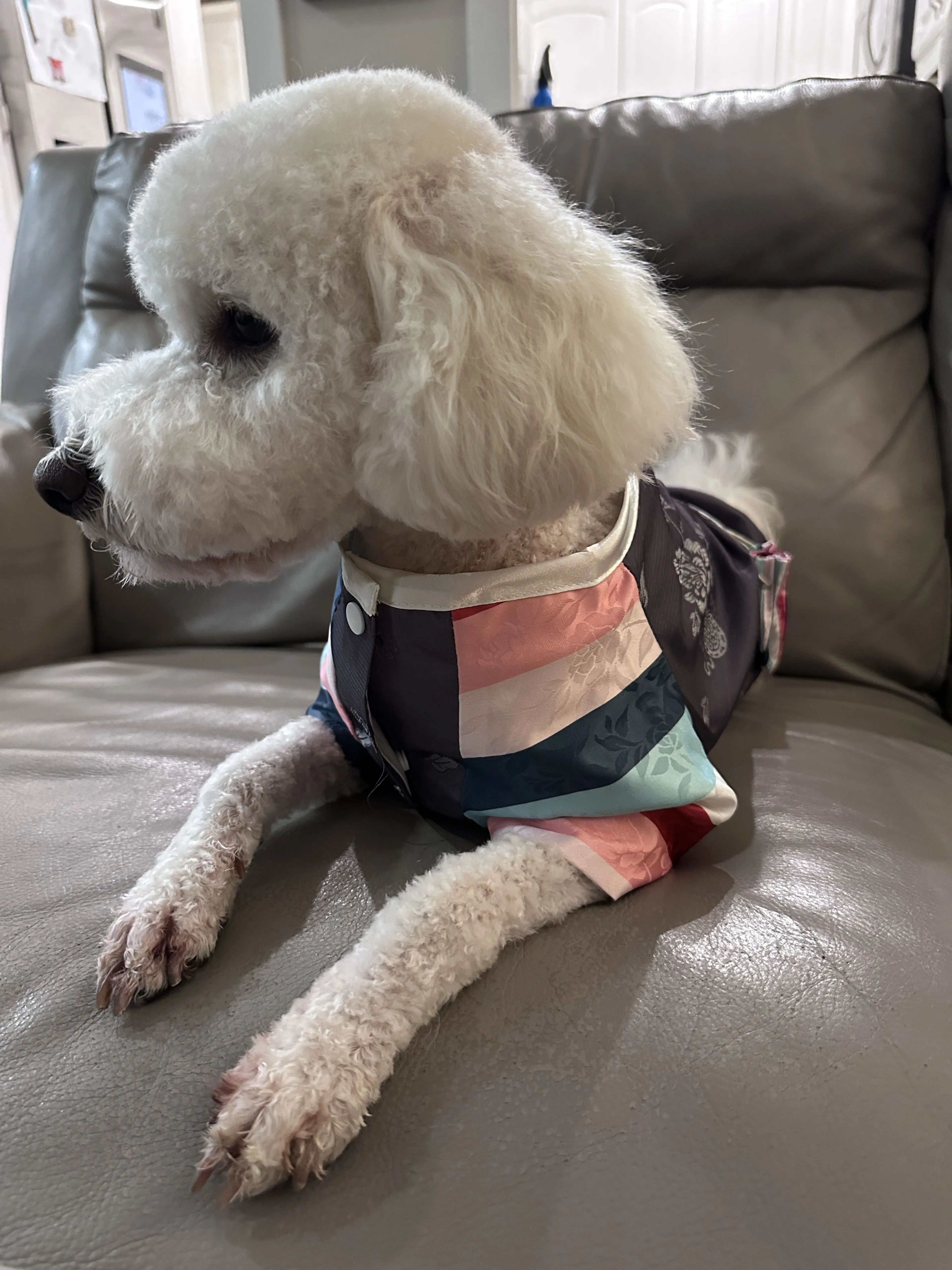 Lost pet-4