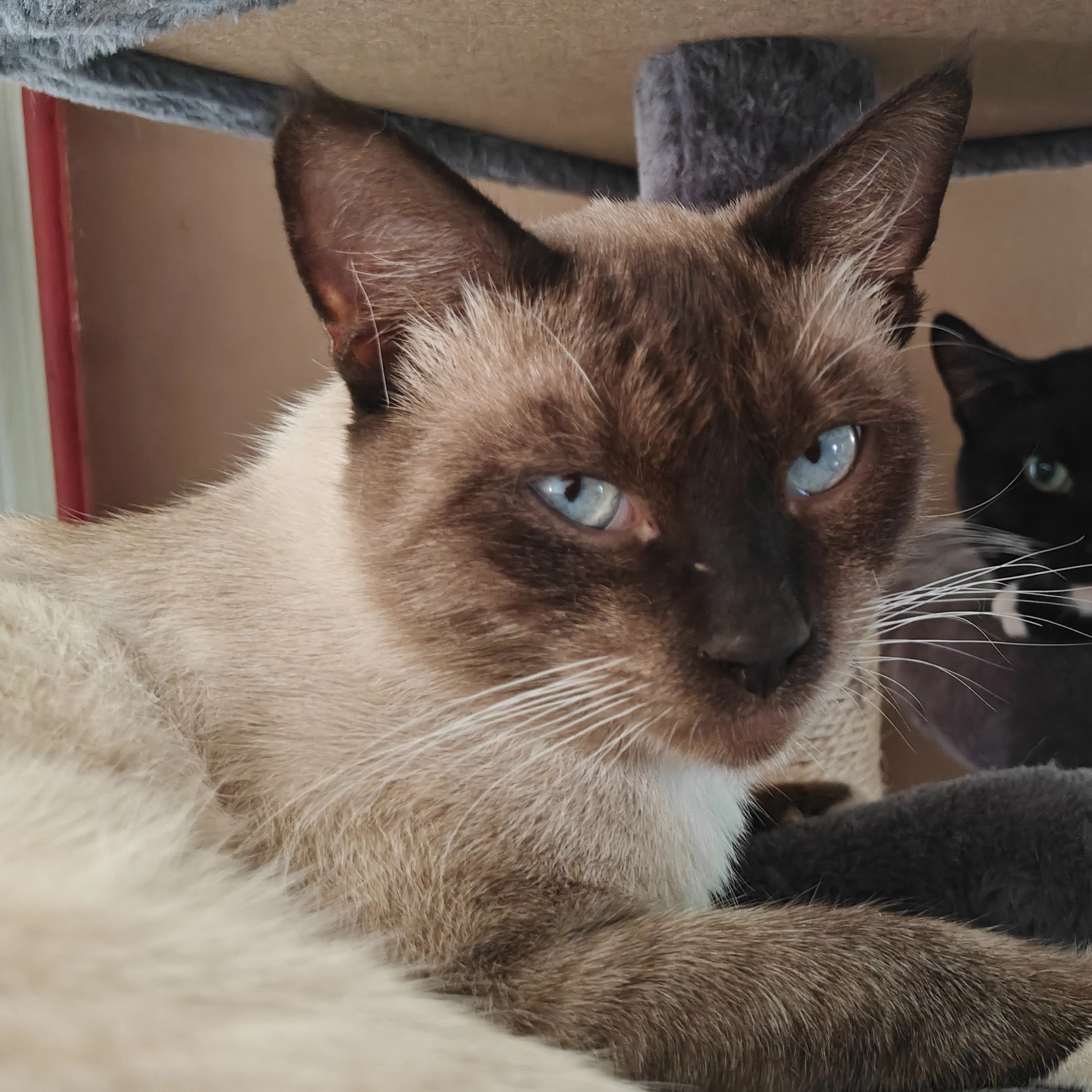 Lost pet-2