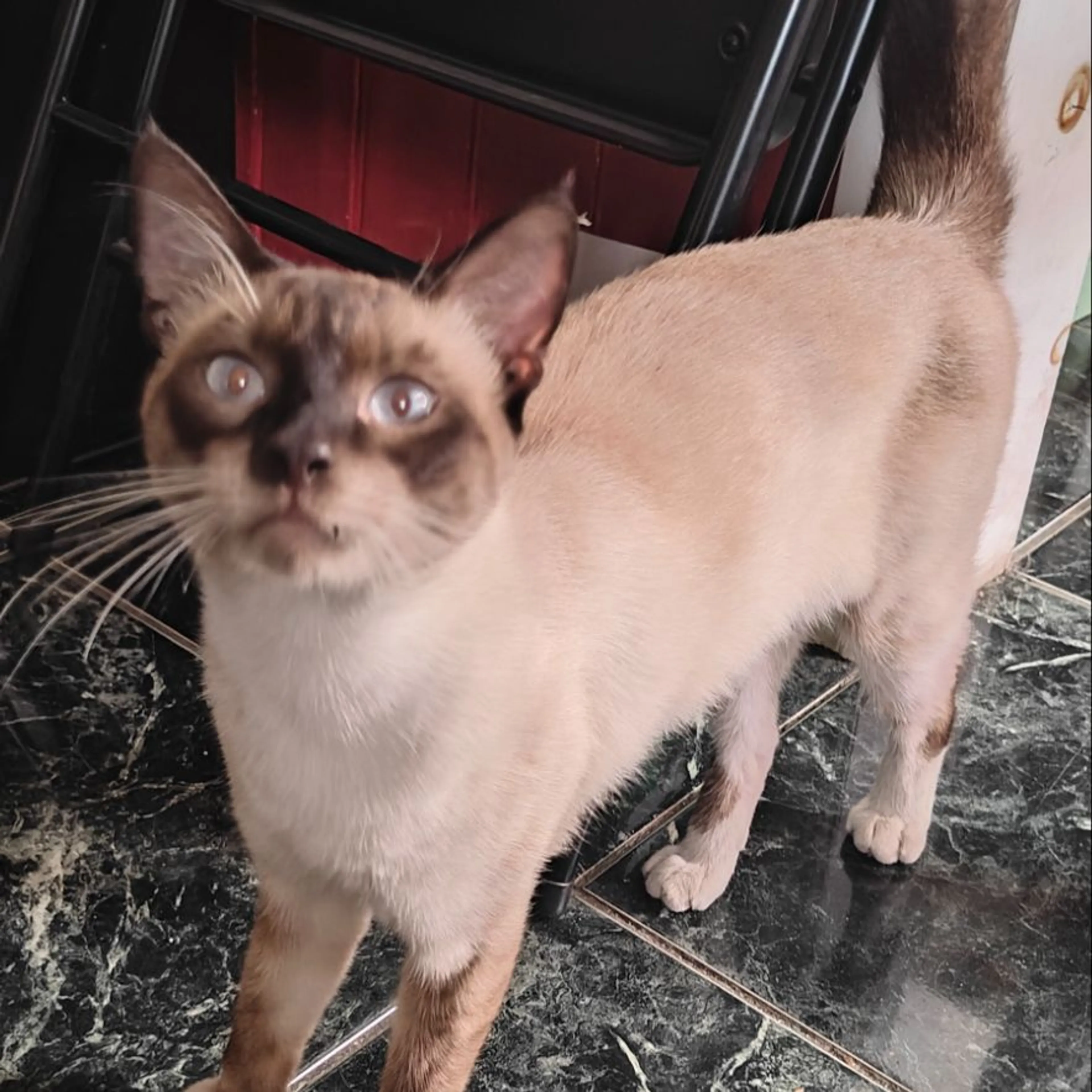 Lost pet-0
