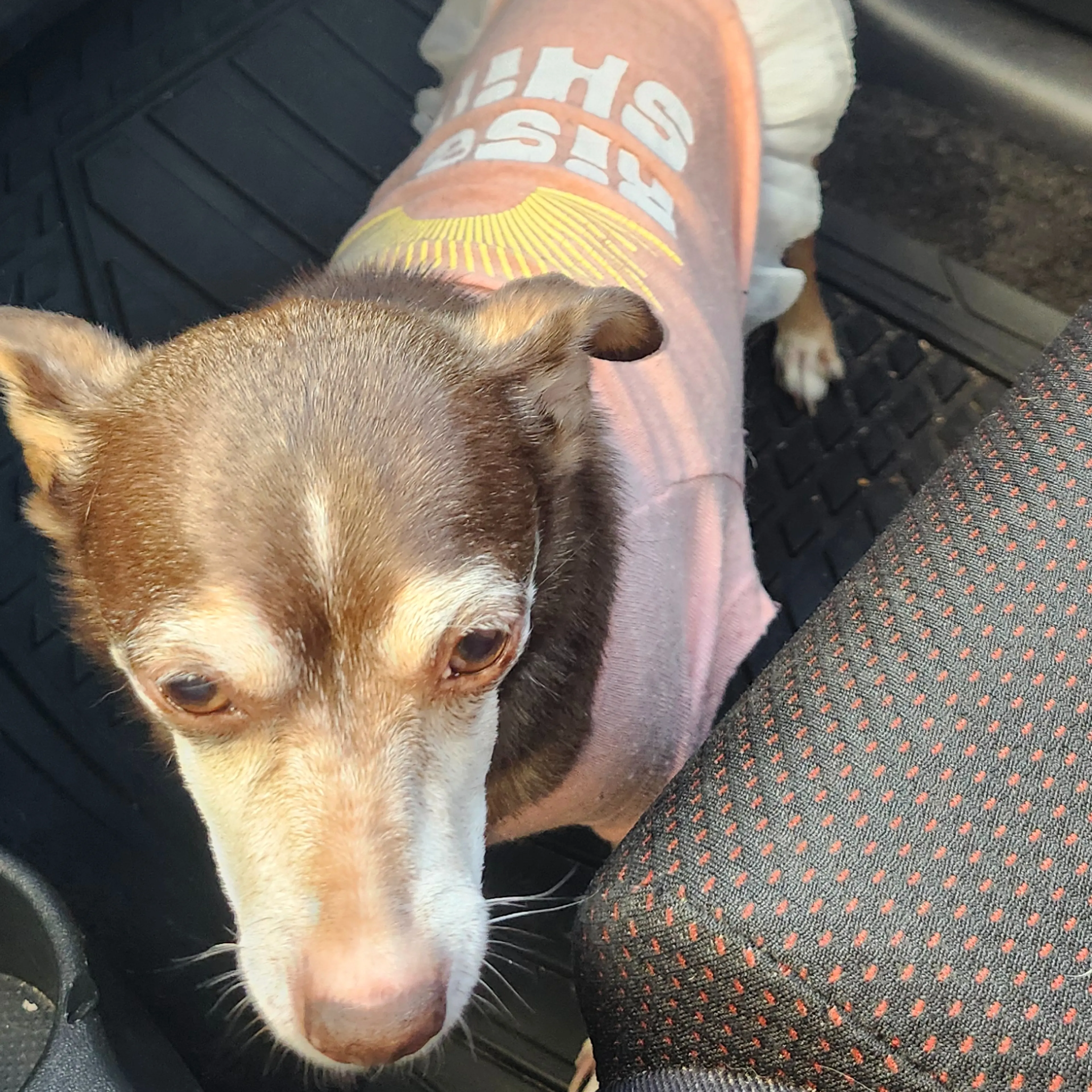 Lost pet-3
