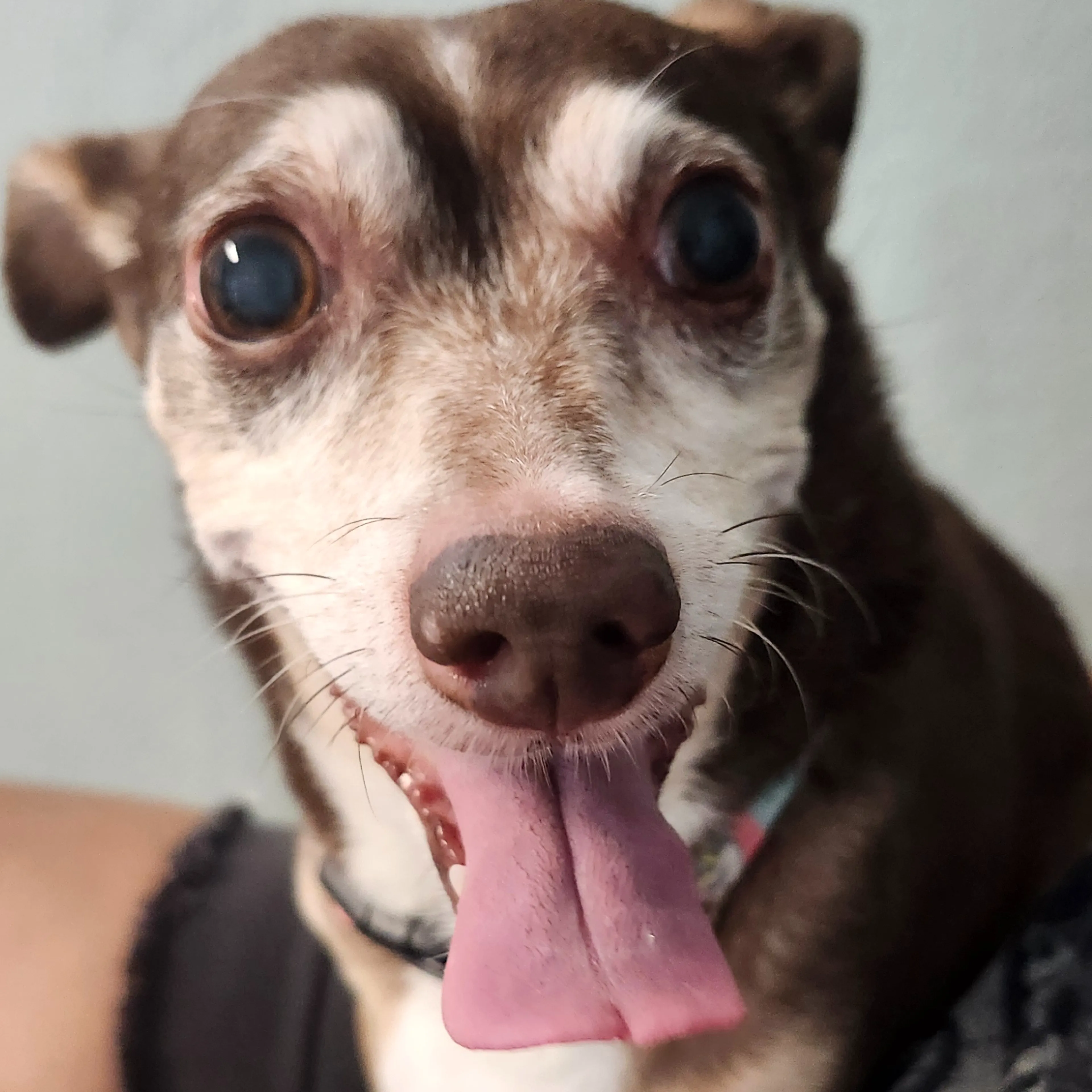 Lost pet-2