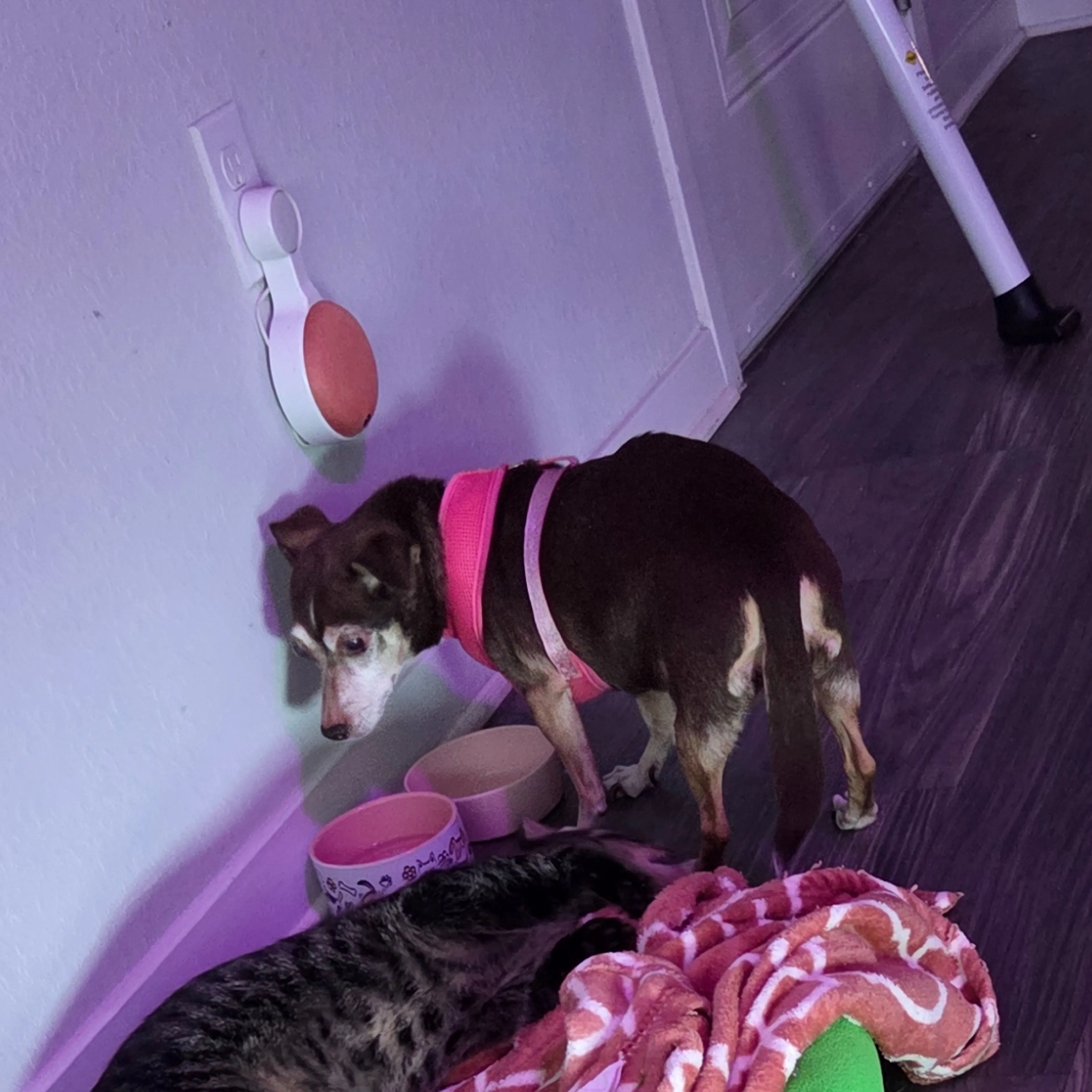 Lost pet-1