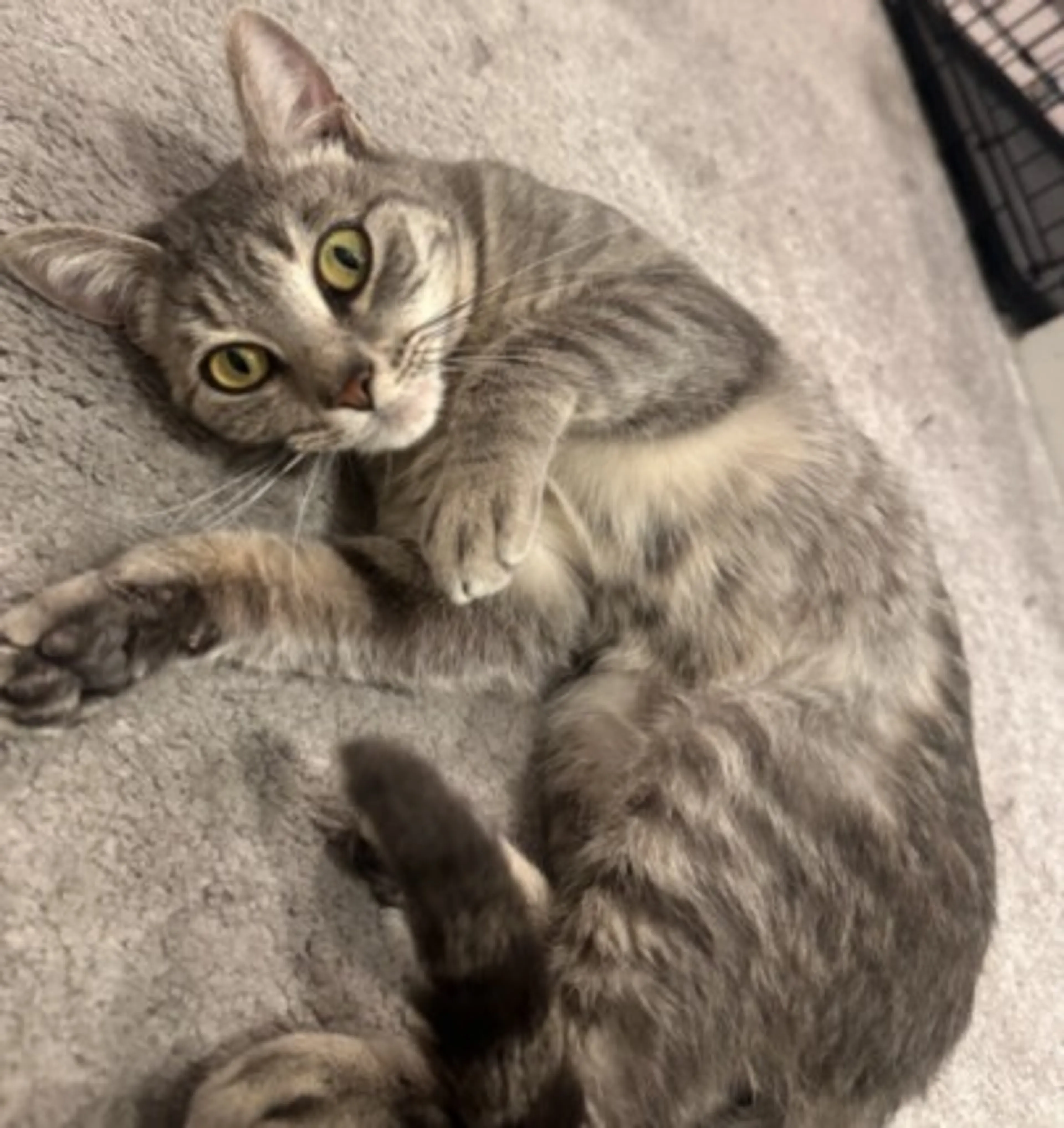Found pet