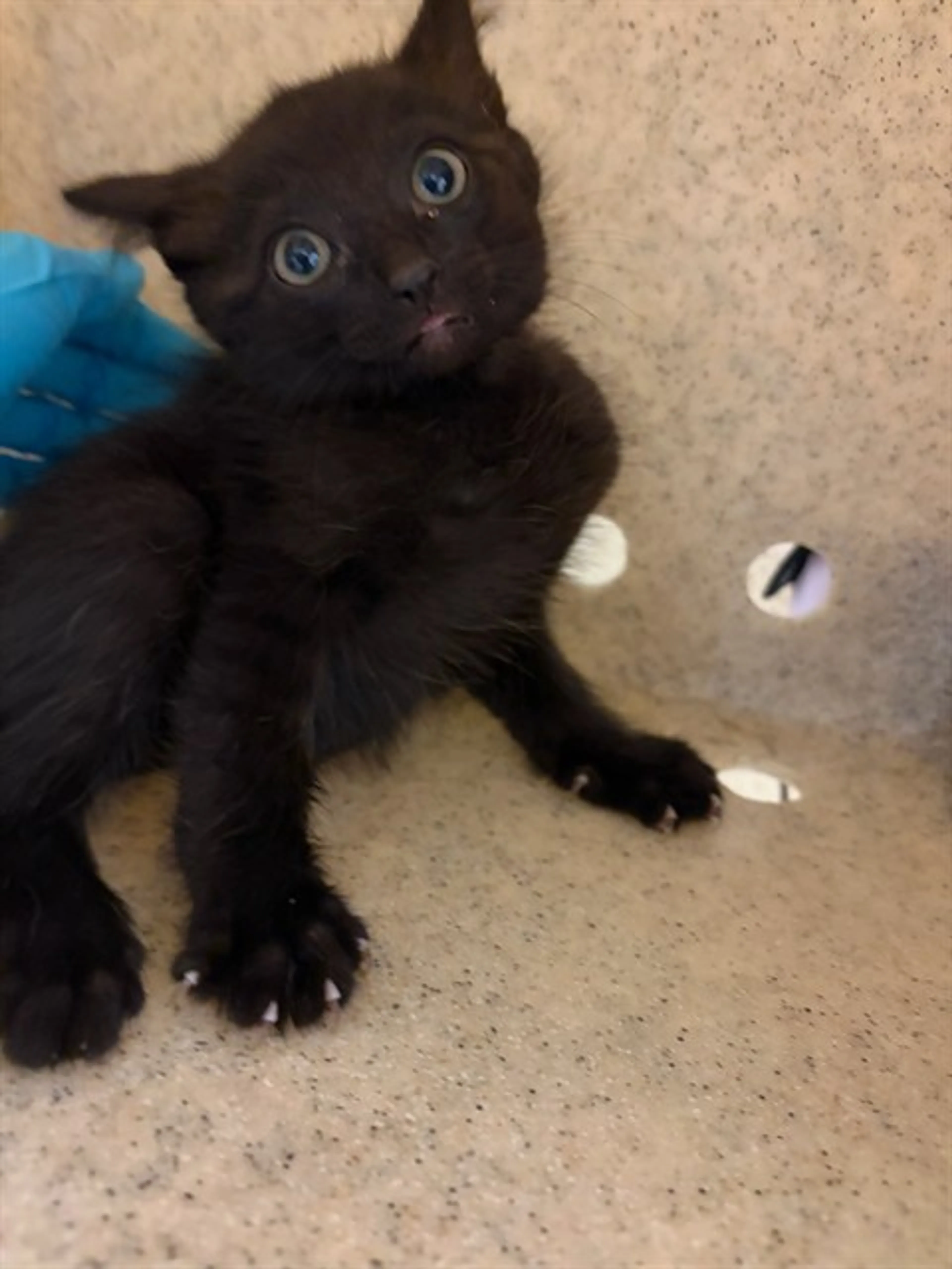 Found pet