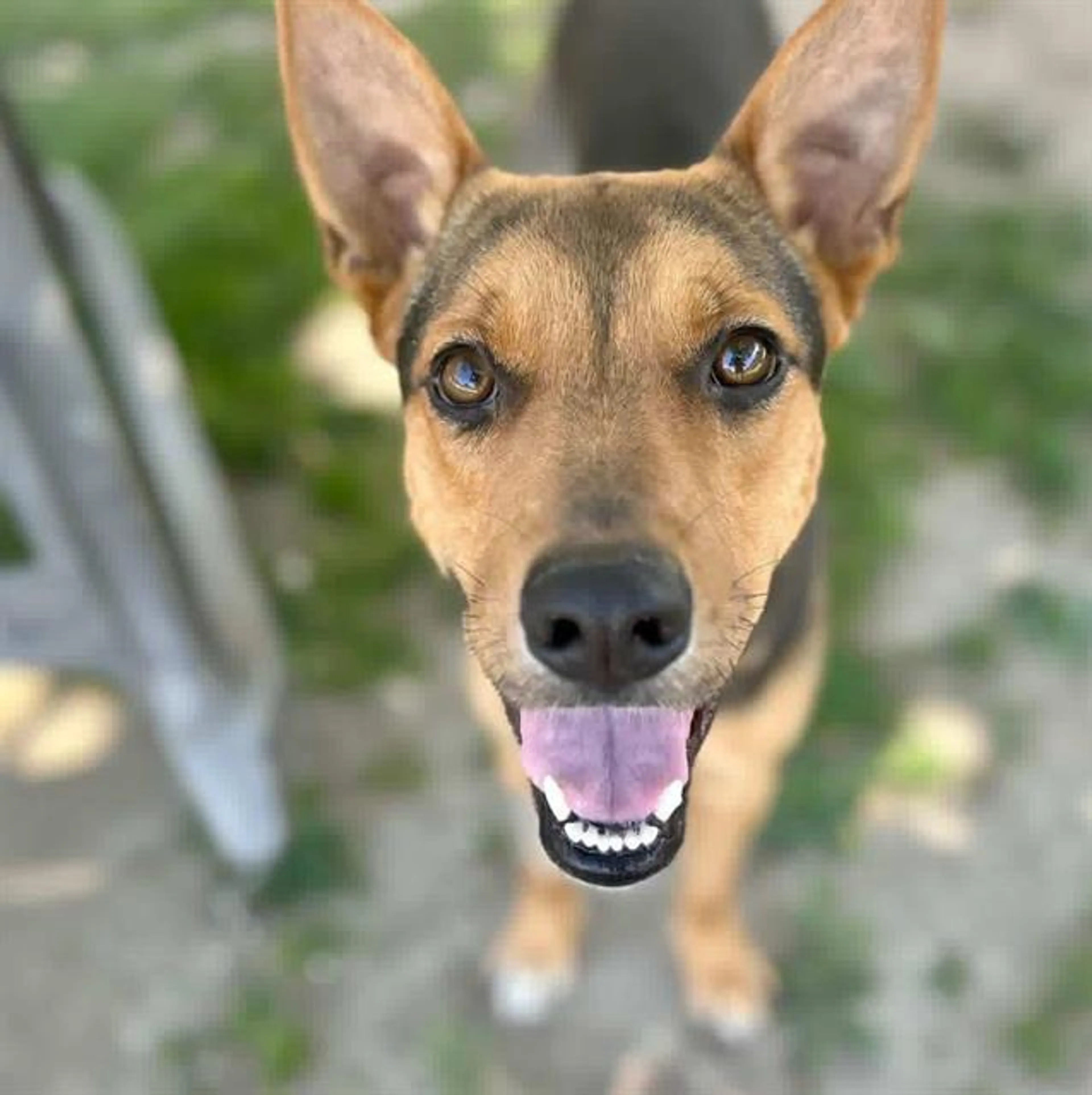 Found pet